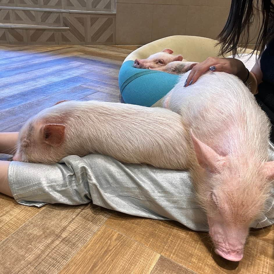 黒崎レイナさんのインスタグラム写真 - (黒崎レイナInstagram)「増えた🐖」10月18日 20時45分 - reinakurosaki_official