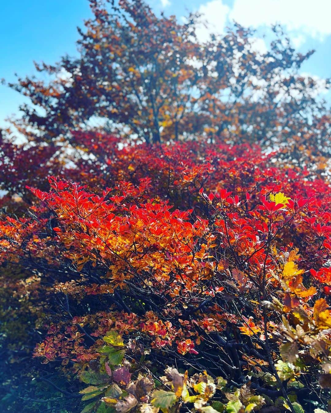 正隨優弥さんのインスタグラム写真 - (正隨優弥Instagram)「一人登山　　完 紅葉もう少しほしかった、、  #栗駒山 #いわかがみ平  #紅葉 #登山 #神の絨毯」10月18日 20時56分 - zui.l.zui