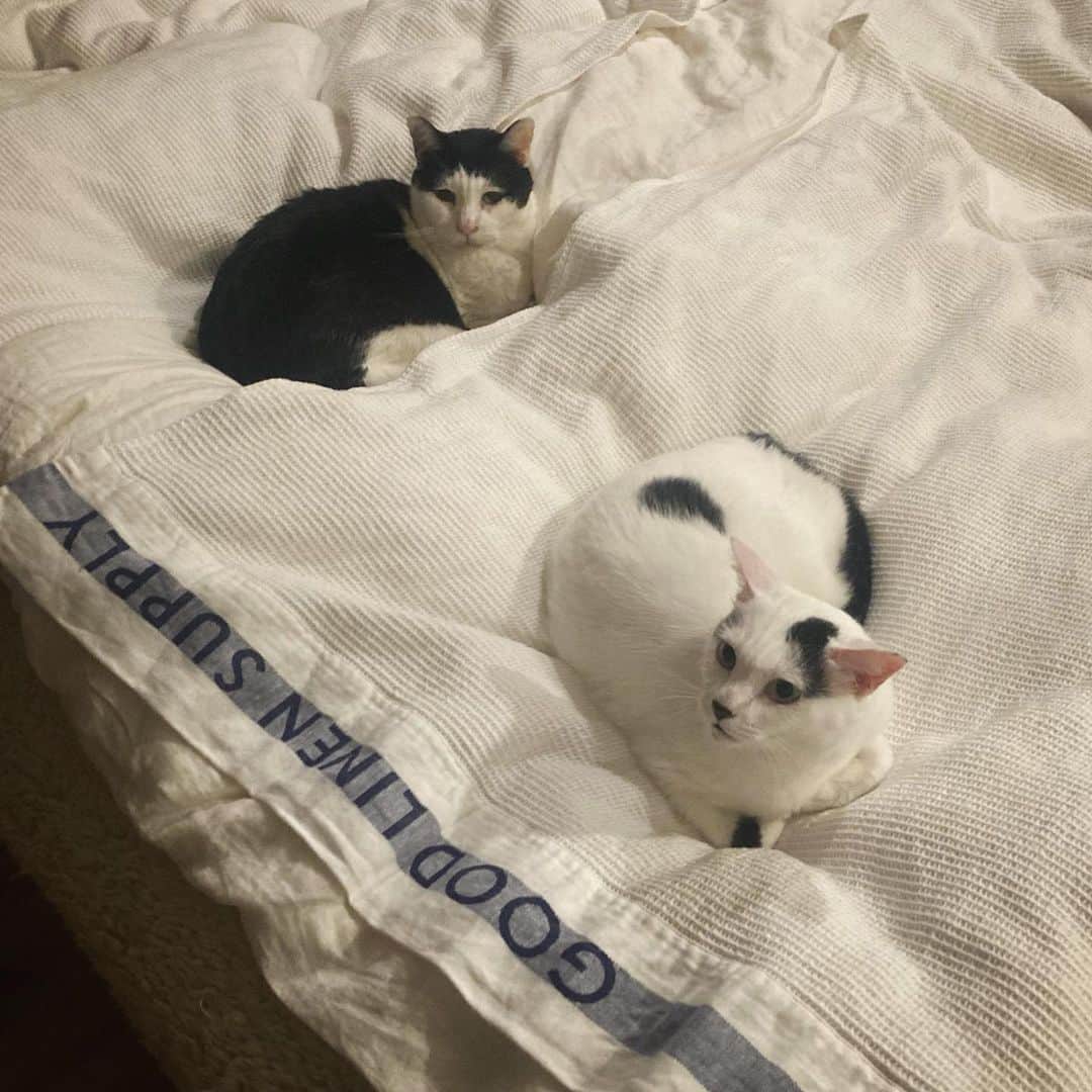 Akira Yamaguchiのインスタグラム：「夜、ベッドに猫が集まってるのを見ると、冬が近づいてきたのを実感します。 まだ毛布を出すのは早い気もするので、 @good_linen_supply の大判ブランケットを布団にかけてます。猫も満足の風合い。  #パンチョとガバチョ」
