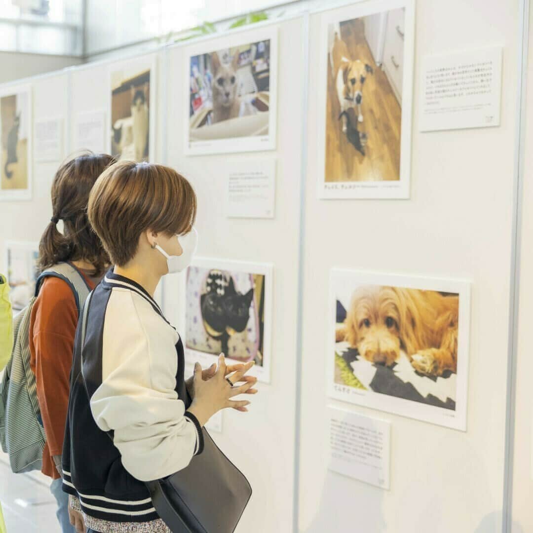 sippoさんのインスタグラム写真 - (sippoInstagram)「／ 🐶🐱大阪開催が決定！ #パナソニック保護犬猫譲渡会！ ＼  東京で過去２回開催、たくさんの反響をいただいたイベントが11/25(土)、26(日)に大阪で初開催！  元保護犬猫が家族と暮らす姿を集めた写真展「#みんなイヌみんなネコ」（sippo主催）をイベント内で開催。  ☆写真展のご紹介はこちら☆ https://sippo.asahi.com/article/15031373  ☆25日事前予約枠☆ https://peatix.com/event/3723528 ☆26日事前予約枠☆ https://peatix.com/event/3723530  【パナソニック保護犬猫譲渡会】 （パナソニック主催、sippo編集部協力）」10月18日 21時30分 - sippo_official