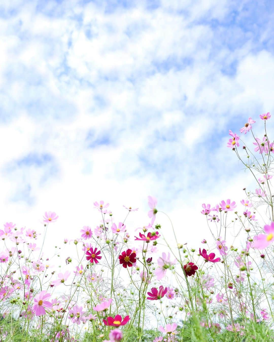 harumiさんのインスタグラム写真 - (harumiInstagram)「Cosmos field🌿🌸🌿🌸  #コスモス畑 #秋桜」10月18日 21時39分 - harumirumiru