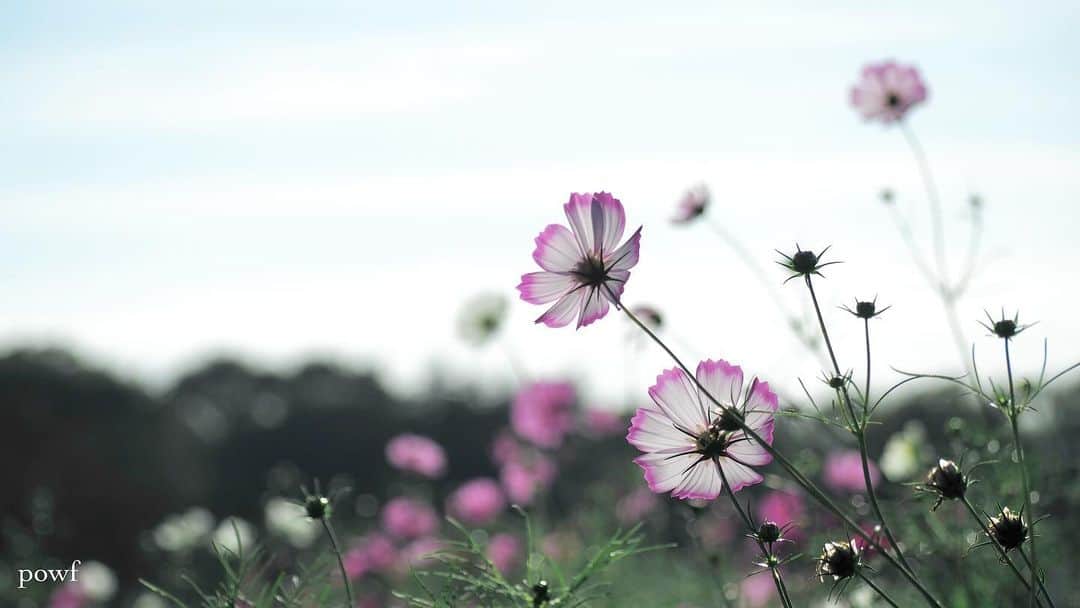 anemone_69さんのインスタグラム写真 - (anemone_69Instagram)「. . ❁ . #コスモス #秋桜 . . .」10月18日 21時50分 - powf