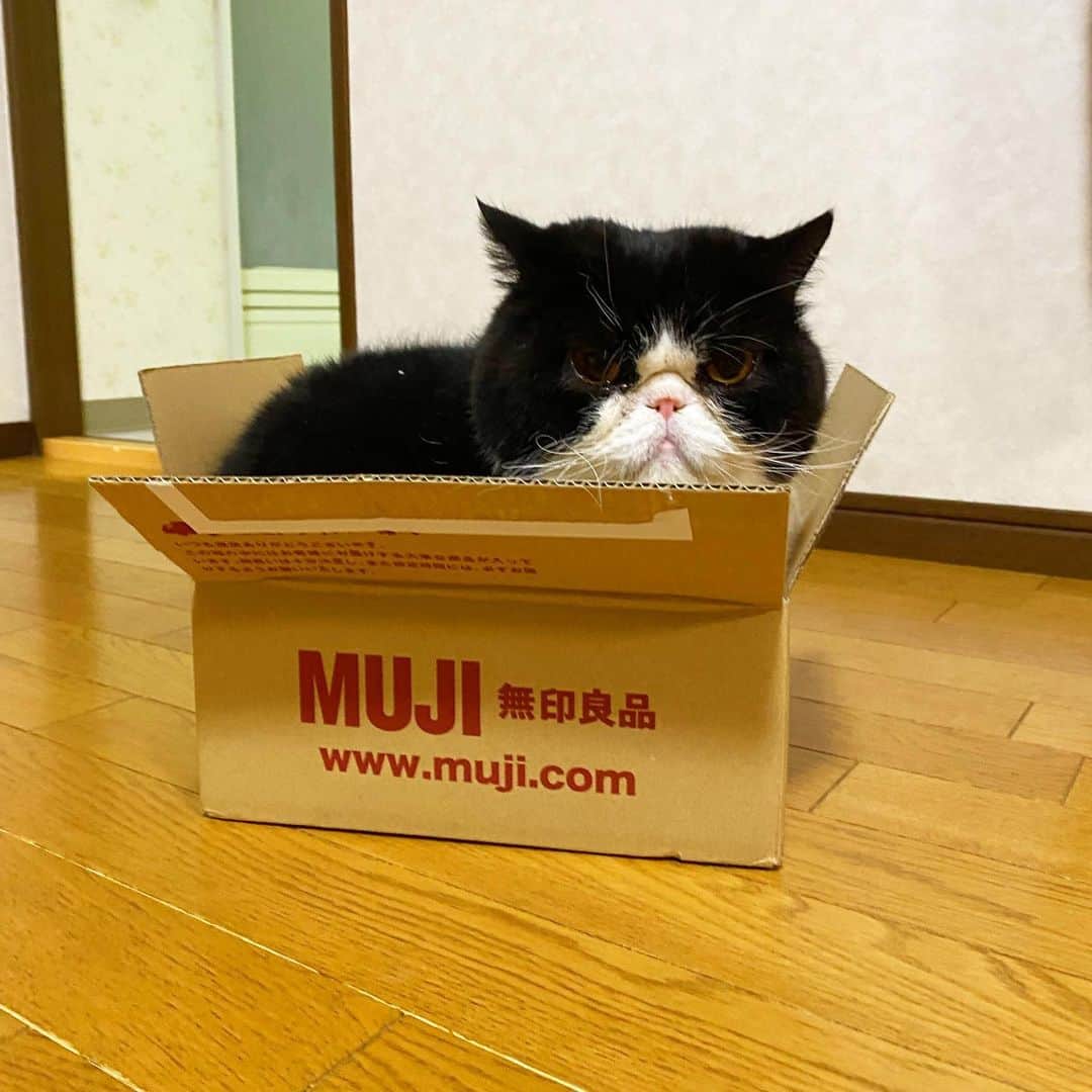 nemuru_catのインスタグラム