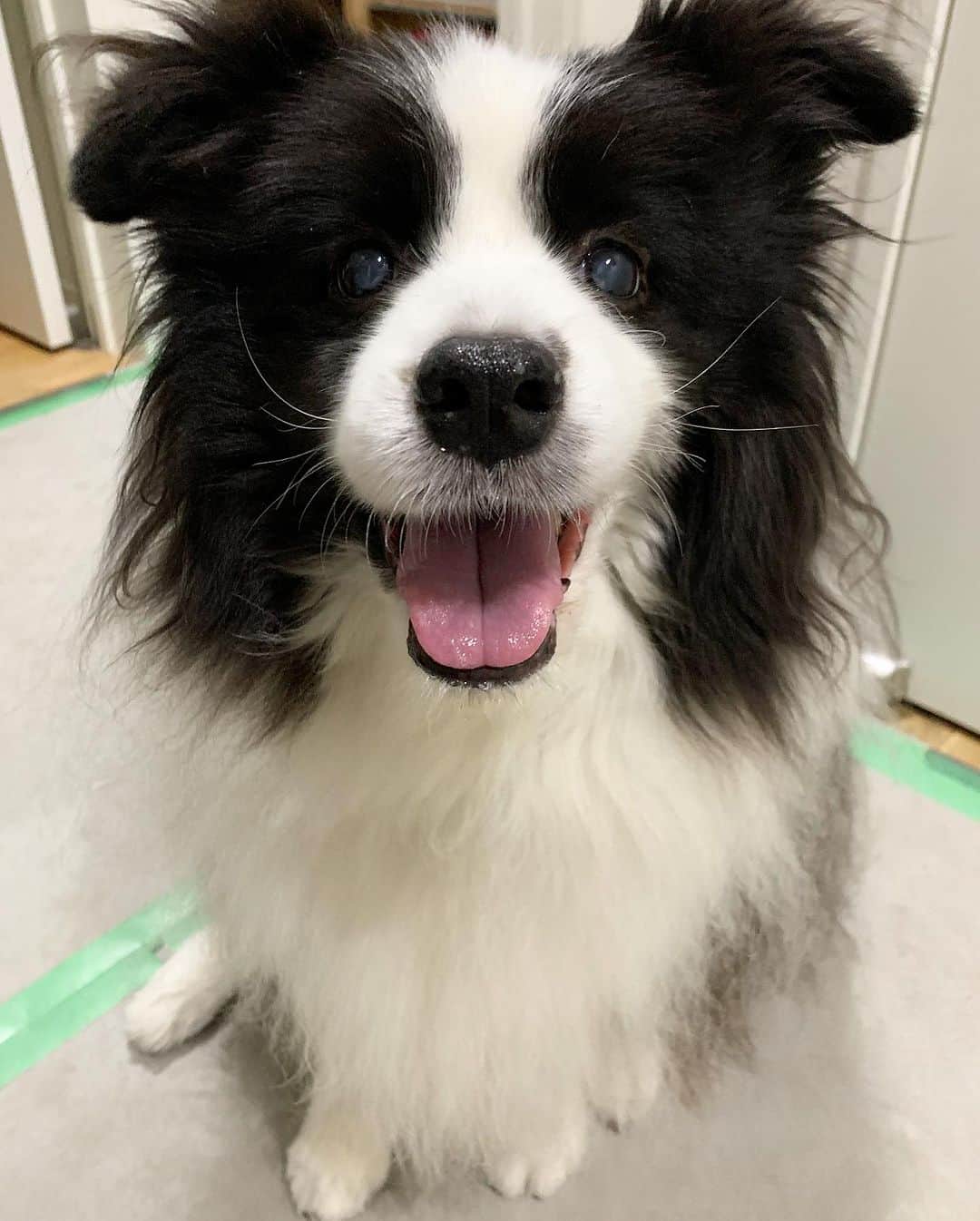 犬バカ部宣伝部長のインスタグラム：「そらちゃんに金木犀を近くで かがしたら…🐼クシュンって🤧くしゃみした🤣💕 犬にはキツい匂いなんだろね✋🤣 ⁡ ②子供にゼルダの伝説の『ボックリン』描いてと 言われたので…ってかなんでこんなマイナーキャラ？ ってブツブツ言いながら描いた🥺🥺🥺 ⁡ #犬バカ部 #bordercollie #ボーダーコリー #dog #犬 #白黒 #そら #ふにゃボダ部 #ボダ娘 #ボックリン」