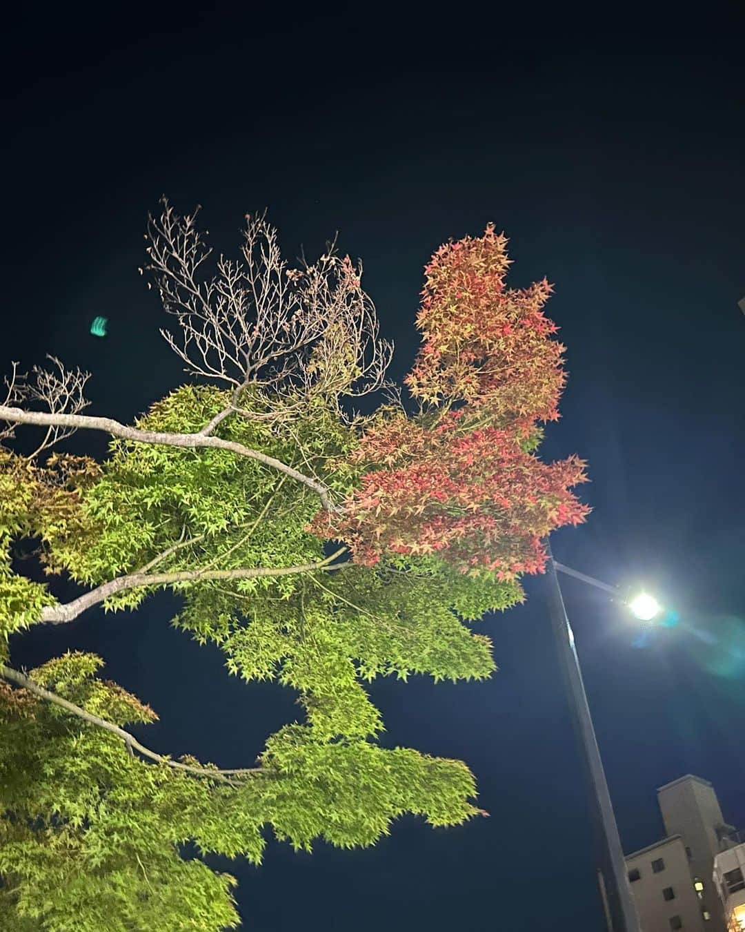 大隅智子さんのインスタグラム写真 - (大隅智子Instagram)「中継で紅葉についてお伝えしました。 広島市の平和大通りのもみじはまだ大部分は緑ですが、一部赤く色づいていました！ 広島県は山間部で色づきはじめです。 紅葉シーズンはこれから！」10月18日 21時54分 - tomokotenki