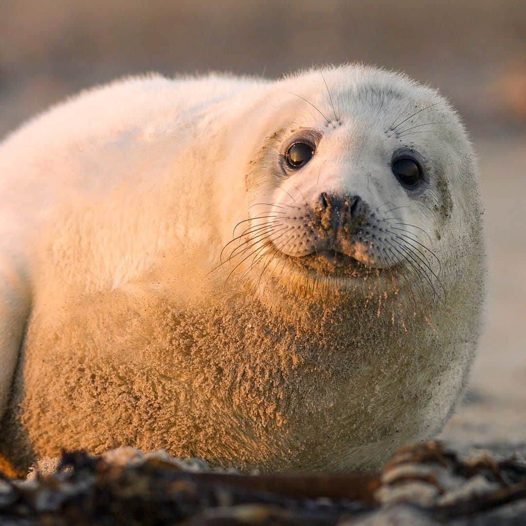 アニマルプラネットのインスタグラム：「Grey seals wear their winter coats UNDER their skin. 🧣 These roly poly creatures can carry nearly 50% of their weight in body fat, keeping them warm in frigid North Atlantic waters and allowing them to go months without food.   📷: Bjorn Stefanson  #CozyVibes #wildlife」