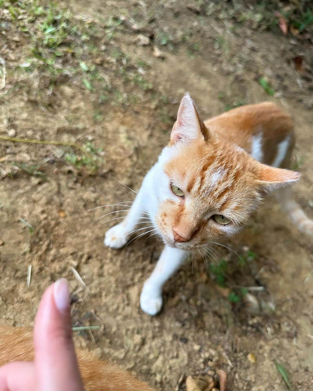 木下ゆうかさんのインスタグラム写真 - (木下ゆうかInstagram)「宮古島楽しかったー！ 1日目は少し曇ってたけどその分日差しも優しくて涼しくて気持ちよかったよ！ 浜辺でお酒飲んでダラダラしてました(最高) 沖縄のファミマには東京にないものがいっぱい売ってる！！マグロのお刺身があったよ！(楽しい) 梅花おいしすぎた！また食べたい😭 エーアンドダブリュー沖縄の方はエンダーって呼ぶってほんと？😳✨ 沖縄でも猫は可愛かった😭❤️ 7枚目の声の男性が沖縄キャッツを手懐けてた！(一期一会) 10枚目のちょっときもいジンベイザメお気に入り☺️❤️ #梅花 #オリオンビール #aandw  #エンダー #沖縄ファミマ」10月18日 22時32分 - yuka_kinoshita_0204