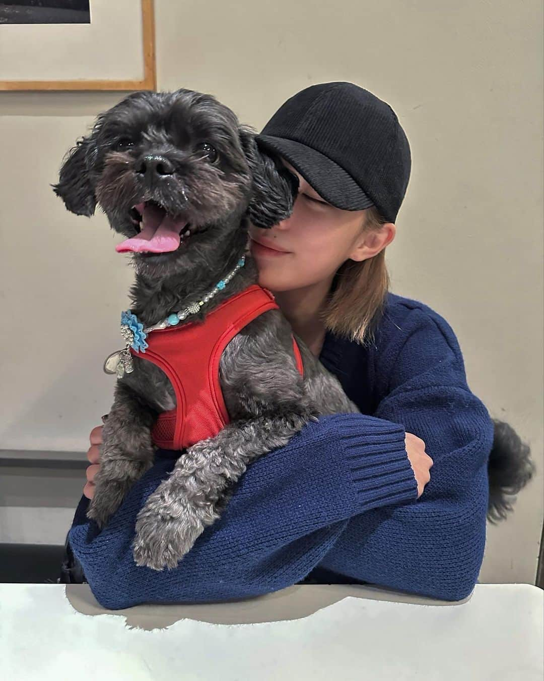 松井貴香のインスタグラム：「.  保護犬として我が家にやってきて もうすぐ2年🐕‍🦺  2年目にしてやっと 最近ベタベタしてきてくれるようになって 母は毎日嬉しいのである✌🏻💞 ツンデレなのか呼んで来ないこと全然あるけど笑  犬ってほんとかわいいよな〜 .」