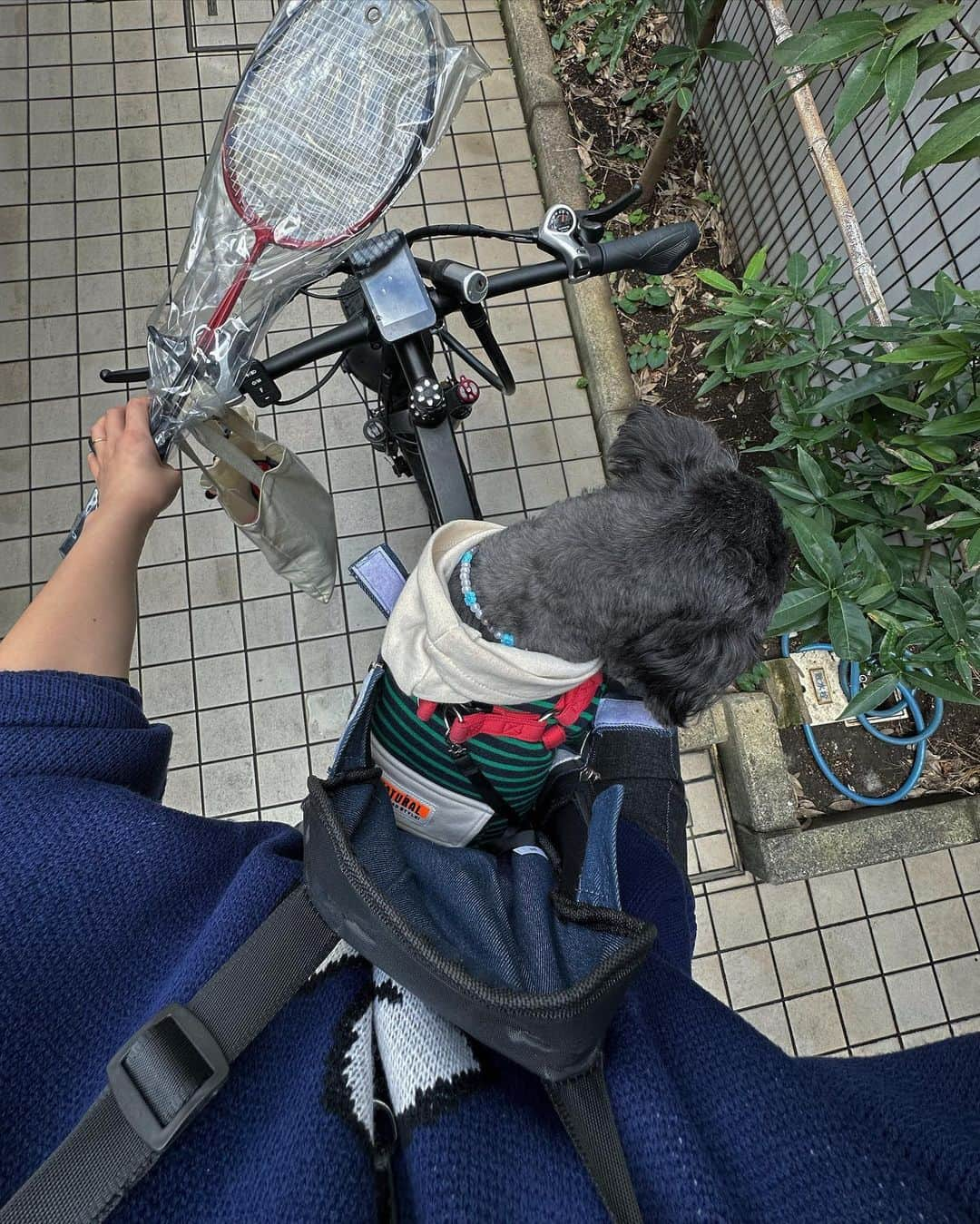 松井貴香さんのインスタグラム写真 - (松井貴香Instagram)「.  保護犬として我が家にやってきて もうすぐ2年🐕‍🦺  2年目にしてやっと 最近ベタベタしてきてくれるようになって 母は毎日嬉しいのである✌🏻💞 ツンデレなのか呼んで来ないこと全然あるけど笑  犬ってほんとかわいいよな〜 .」10月18日 22時28分 - kiko414_m