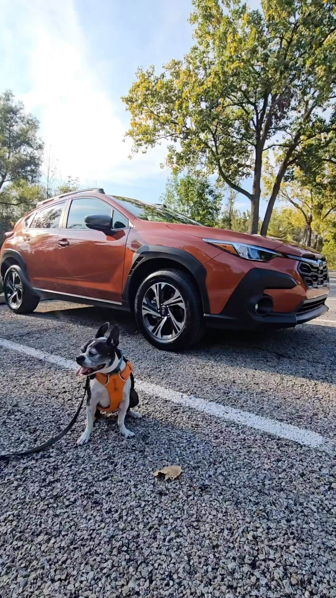 Subaru of Americaのインスタグラム：「“Drove to the park in the new Subaru Crosstrek & soaked in the sunshine and fall colors.” ☀️🍂  National #MakeADogsDay is 10/22, tag us in your photos or videos and how you’re making your pups day special for a chance to be featured!  (🗣️,🎥: @bossyterriers)」