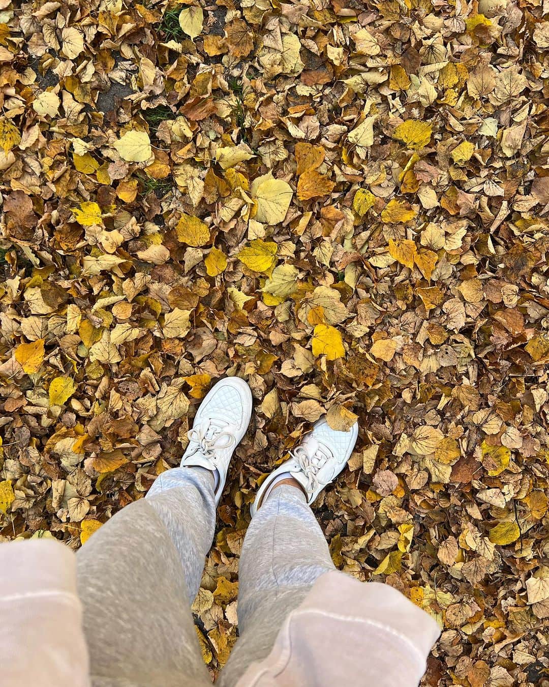 jotipolizoakisのインスタグラム：「herbst. lieben wir!」