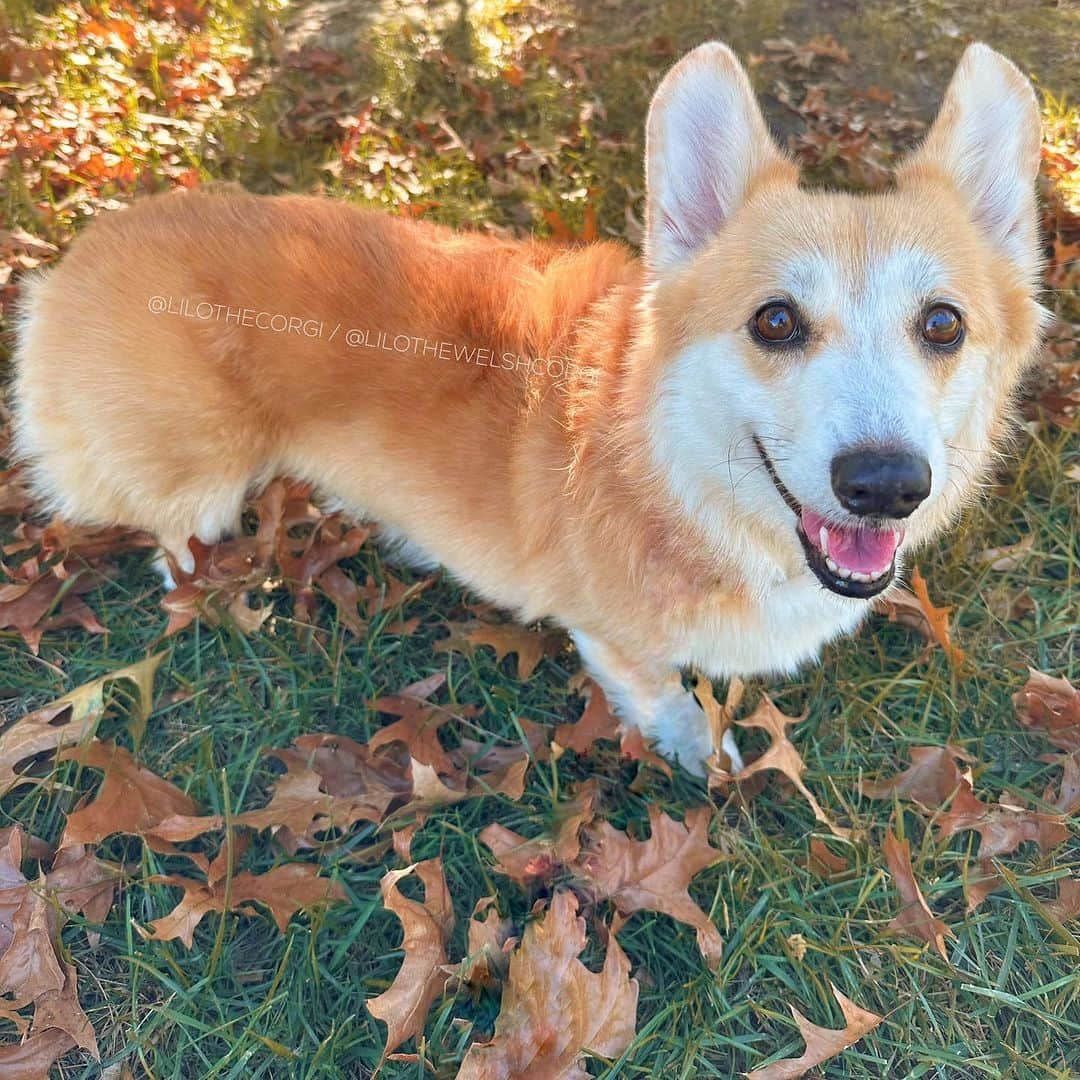 Liloさんのインスタグラム写真 - (LiloInstagram)「Fall is sweeping in fast, and the leaves are showering down like golden confetti. 🍂 I’m all about that crunch life! 🚶‍♂️🍁 Who else loves stepping on crunchy leaves?!   ⁣ . ⁣ .⁣ .⁣ .⁣ .⁣  #corgis #corgicommunity #corgiaddict #dogstagram #corgidog #corgilover #corgination #dog #corgidaily #fall #corgiworld #dogs #corgilife #pembrokewelshcorgi #corgigram #weeklyfluff #corgilovers #corgistagram #corgisofinstagram #corgilove #dogsofinstagram #corgiplanet #puppy #welshcorgi #corgi」10月18日 23時03分 - lilothewelshcorgi