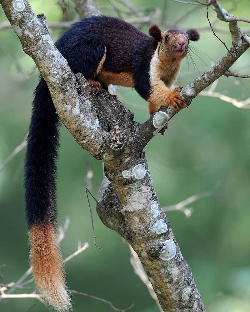 アメリカ自然史博物館のインスタグラム：「Have you ever seen the Malabar giant squirrel (Ratufa indica)? This multi-colored rodent can reach lengths of 18 in (45.7 cm) and weights of 6.6 lb (3 kg)! Its long tail—which is about the same length as its body—is used as a counterbalance as it scurries through the treetops. It's omnivorous, with a diet that includes fruit, bark, insects, and bird eggs. This squirrel can be spotted in parts of Asia including India, Singapore, and Indonesia.  Photo: Bishancm, CC BY 3.0, Wikimedia Commons #wildlife #naturephotography #amazinganimals #didyouknow #animalfacts」
