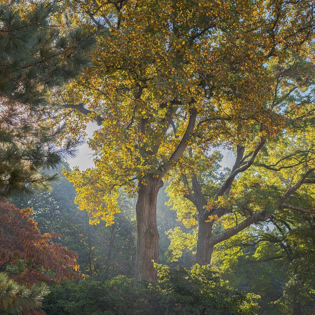 ニューヨーク植物園のインスタグラム：「The magic of fall unfolds in the changing of the leaves, the crisp breeze whispering through the collections—and that surreal golden light. 🌞🍁   Have you made a visit to the winding trails of the Thain Forest this season? Hit the link in our bio to plan your visit this October, and DON’T forget your camera! 📸   #Liriodendron tulipifera #FallFoliage #FallOWeen」