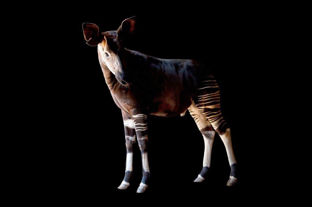 Joel Sartoreのインスタグラム：「Want to help save species like this gorgeous okapi @whiteoakconservation? Recycle your old cell phones and handheld electronics! Okapi live in the Ituri Forest, a dense rainforest in the Democratic Republic of Congo. This region also happens to be where a mineral called coltan is mined. Cell phones and other handheld electronics contain a material called tantalum, which is derived from coltan. By recycling these devices, materials can be reused, reducing the need for mining in okapi habitat!   #WorldOkapiDay #okapi #animal #mammal #wildlife #photography #wildlifephotography #animalphotography #studioportrait #PhotoArk @insidenatgeo」