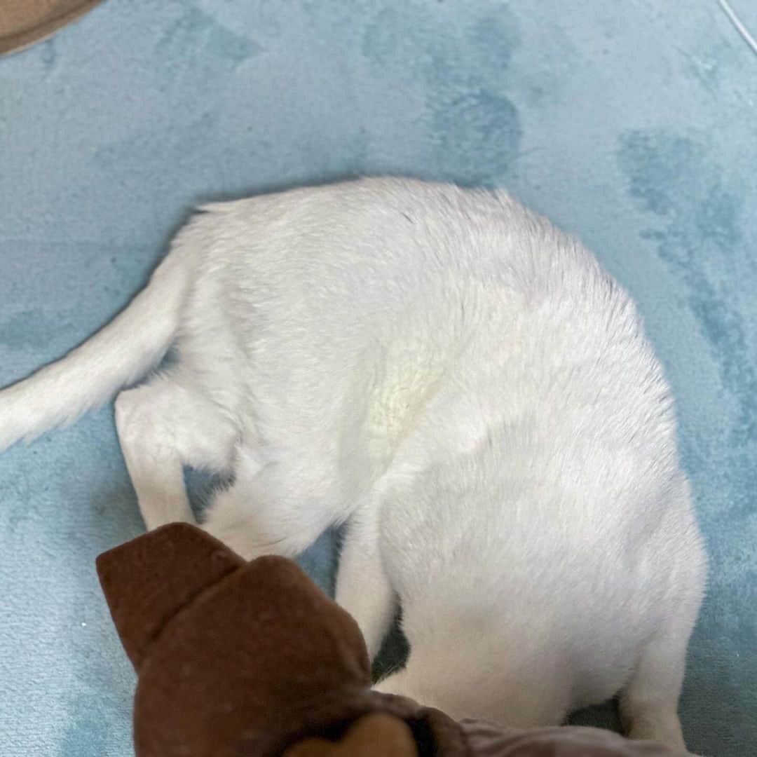 プンクマさんのインスタグラム写真 - (プンクマInstagram)「朝の窓辺でのパトロールを終えるとコタツの中へ。 まだホットカーペットもつけていないのに。^_^; #青彩 #猫 #ねこ #ブルーアイズ #blueeyes #neko #cat #白猫 #catlovers #catstagram」10月19日 9時21分 - pnkm913