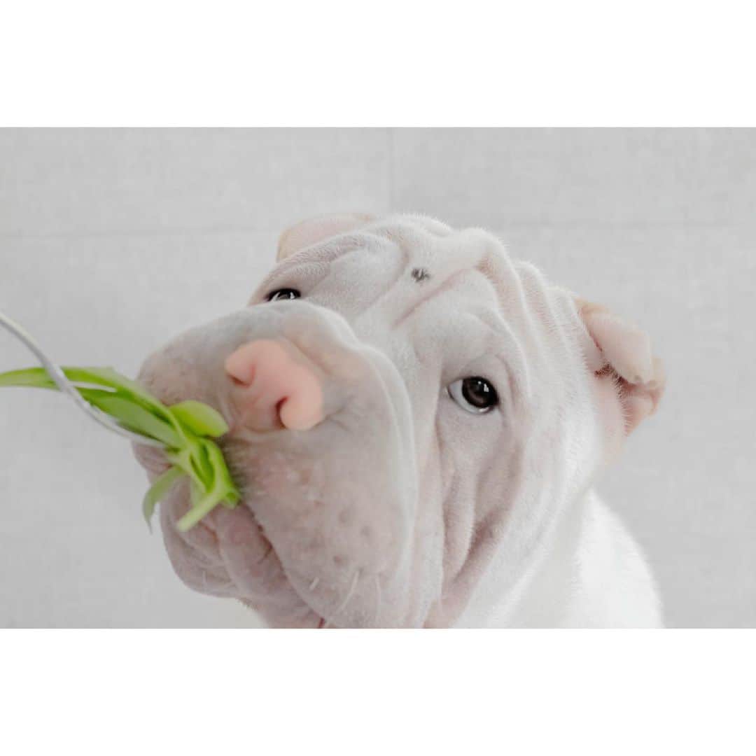 のインスタグラム：「Eat your greens 🥬 🥦 #mybigbrothersaidso #lamby #paddy #sharpei #sharpeisofinstagram #squishyfacecrew #wrinkles #eatyourveggies #eatyourgreens #love #sharpeilove #instagood #weeklyfluff #instadaily #dog #dogs #dogsofinstagram #doglover #iloveyoutothemoonandback」