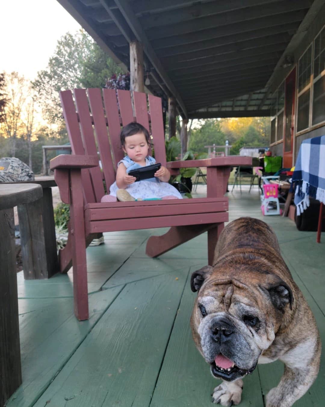 トヴァ・フェルドシャーのインスタグラム：「Lili on the farm with Tater」