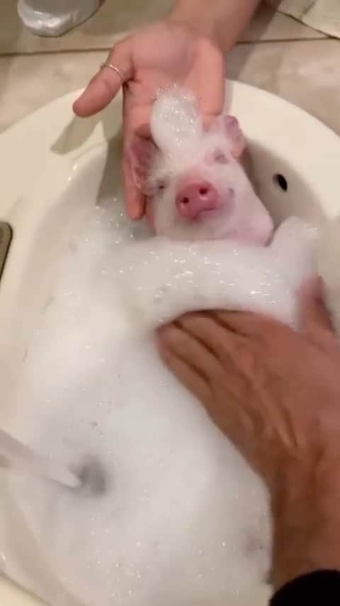 Baby Animalsのインスタグラム