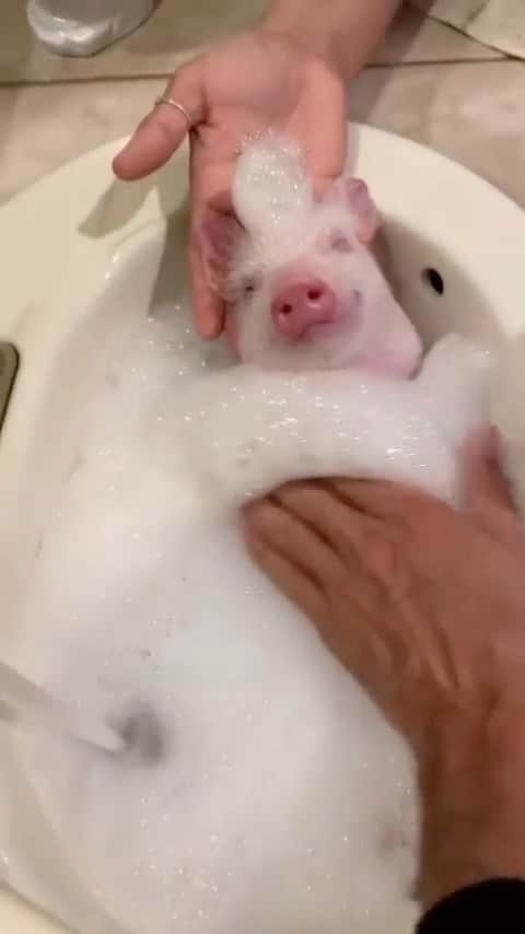 Baby Animalsのインスタグラム：「Just enjoying a little spa day! 🐷🤗  📸: tomoemiue」