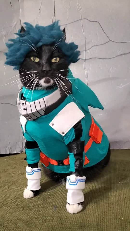 猫コスプレのインスタグラム：「Meow Hero Academia   #BokuNoHeroAcademia #MyHeroAcademia #Deku #mha #bnha . . . . #myheroacademiacosplay #BokuNoHero #bokunoheroacademiacosplay #dekucosplay #mhacosplay #mhafanart #bnhafanart #bnhacosplay #catcosplay #cosplay #cosplayer #cat #catcostume #catsinclothes #petclothes #PetCostume #halloween #halloweenseason #halloweenideas #OctoberPets #halloweenpets #anime #catsincostumes」