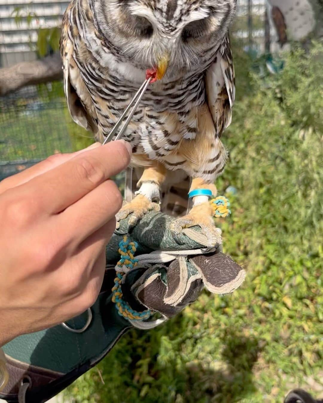 大湯みほのインスタグラム：「………  フクロウ🦉って、こうやってお肉食べるんだ〜😵❗️  こんな間近で、餌やりをみれることはなかなかないので、貴重な体験でした👶  大好きなフクロウ🦉をみて『ホウホウ〜✨』と大興奮❗️  先日、家族で行った　#あらかわ遊園  が、2歳の坊やが遊ぶには、もってこい👍過ぎるくらい、まる一日中楽しめちゃいました✨  乗り物🚂はだいたい200円で乗れるし❗️動物餌やりふれあいコーナーも充実してるし🐏  ちびっこが遊べるに丁度いい広さの公園✨、ビックトランポリン✨、夜はキラキラ光る🌠ロング滑り台🛝もあるので  昼寝もせずに、エンドレスで遊び回っておりました🙌 恐るべし、2歳男子の、スタミナパワー😲  このまんまじゃ、ママもパパも体力がもたないので、ウォーキングかスポーツでもやらなきゃいけなさそうです✨笑  今の時期、18時〜イルミネーションもやってるので、おすすめですよ🎡🌟🌠」