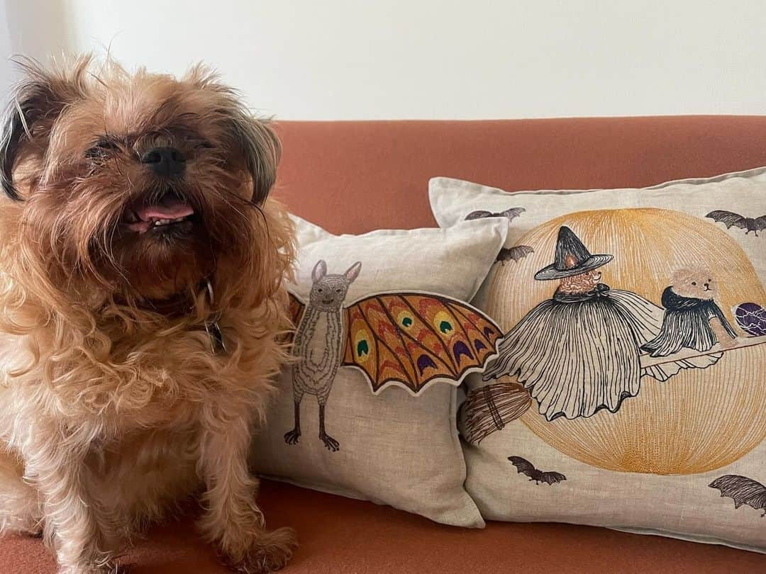 コーラル アンド タスクのインスタグラム：「Our fun and festive pillows will have you and your furry friends howling at the moon this Halloween! 🌕️🦇 We love this puppy picture from @mitani0629 #coralandtuskpets #halloweenpillows」