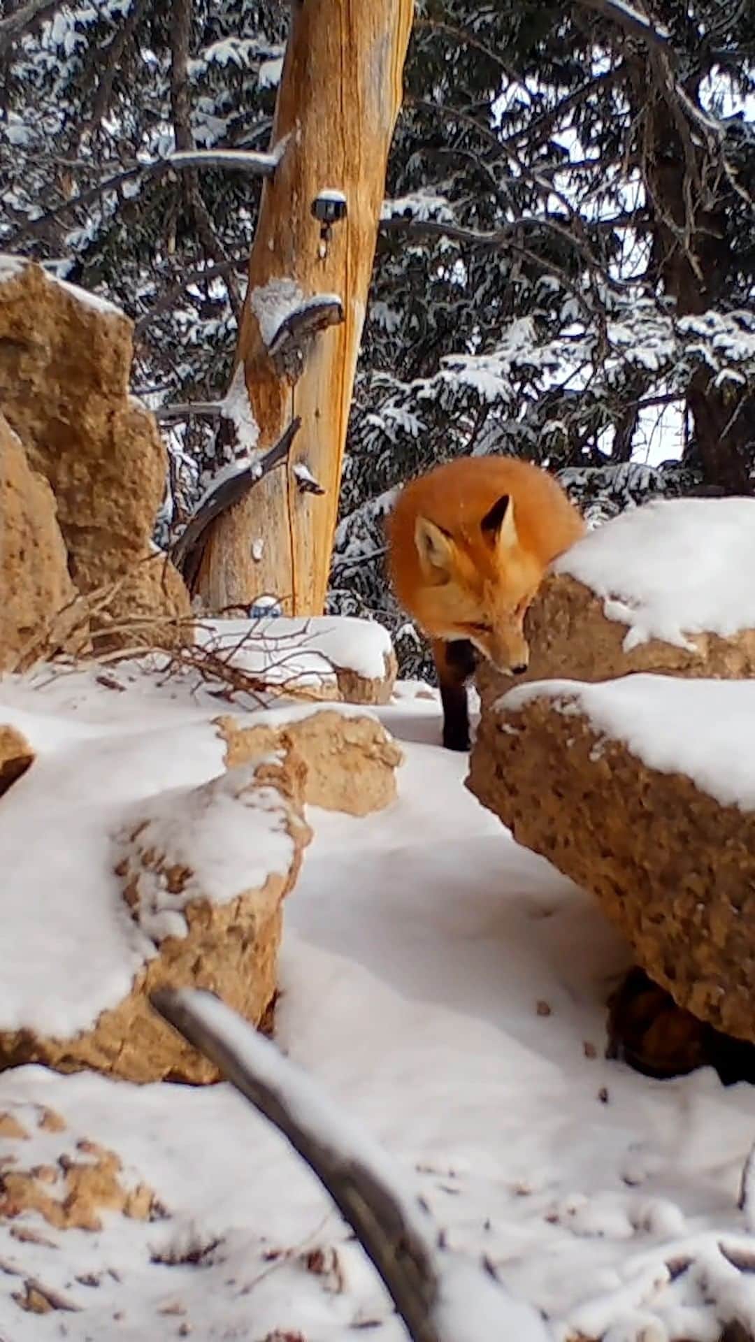 ナショナルジオグラフィックのインスタグラム：「Video by @drewtrush | Camera traps offer a unique view into the world of wild animals. We can slip behind the curtain to see what happens when humans aren’t around and the animals go about their daily lives. A camera trap left in the field for a year or more also gives us a glimpse of changes with the seasons. Perhaps the hardest part of camera trapping is scouting locations, which requires spending hours and days crisscrossing the landscape to look for clues left by animals. When you find the right spot, like this one in Wyoming's backcountry, you never know what might walk through your set. Follow along with @drewtrush to see more images from the wild side.」