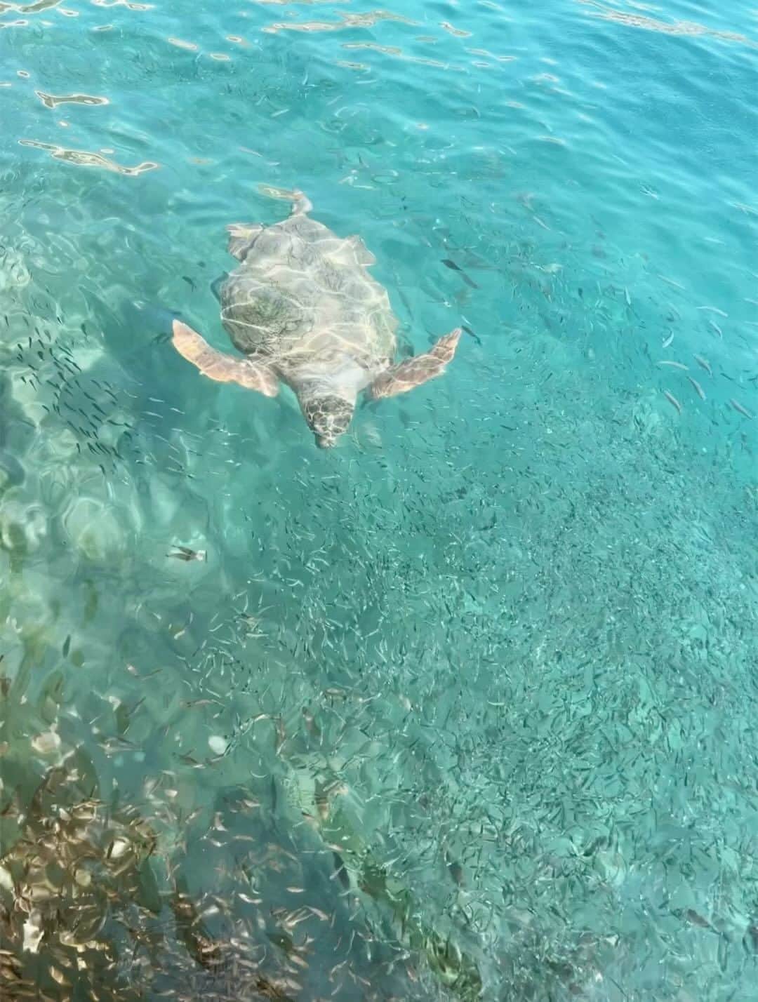 アンシャングリークのインスタグラム：「While in Kastellorizo, we witnessed turtles Caretta- Caretta swimming around the islands port. They certainly looked like they felt right at home!   #AncientGreekSandals #AGS #handmadeinGreece #Greece #Travelingreece」