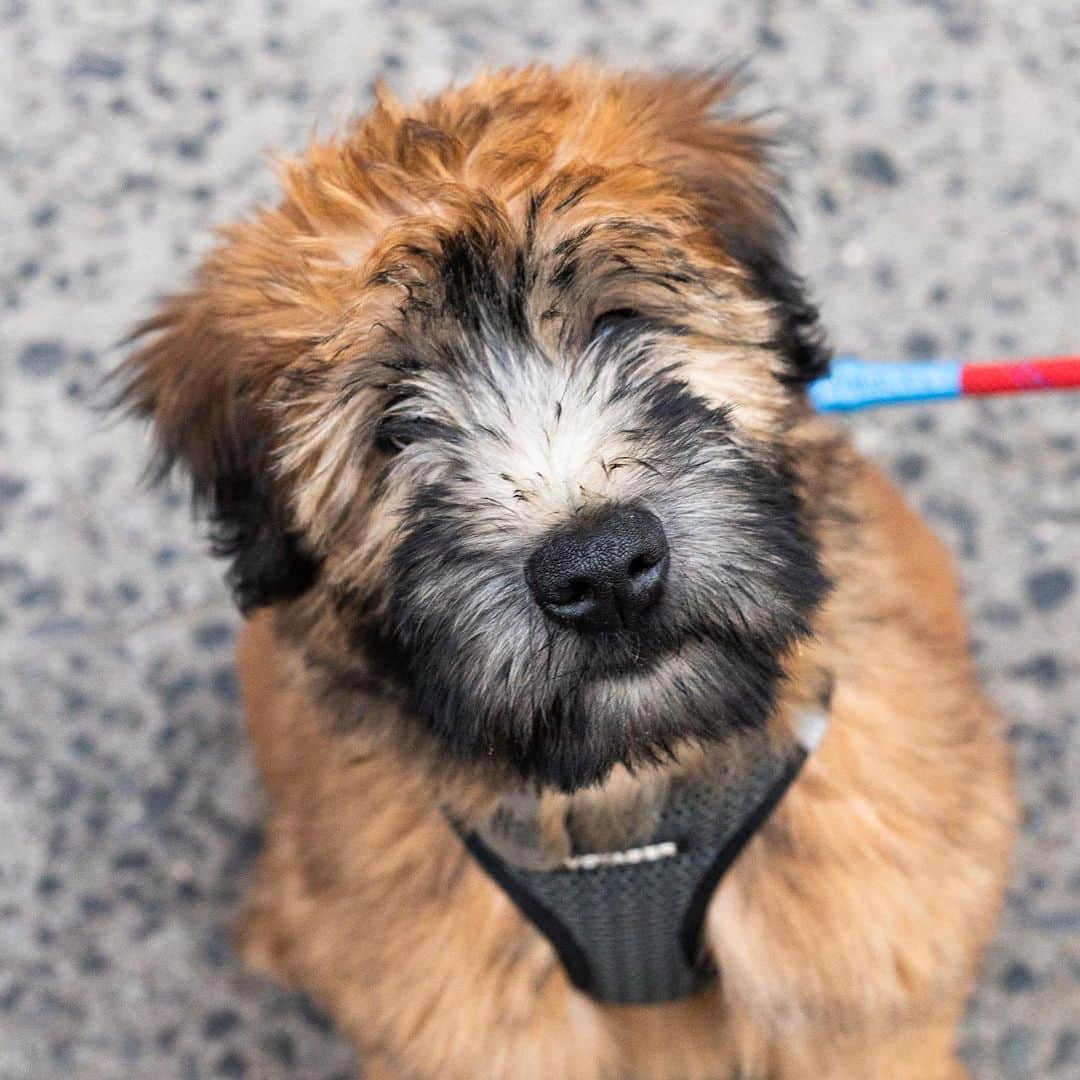 The Dogistさんのインスタグラム写真 - (The DogistInstagram)「Wally, Wheaten Terrier (11 w/o), Prince & Mulberry St., New York, NY • “He loves getting up on ledges. He’ll jump up on every single thing that’s above the ground.”」10月19日 3時21分 - thedogist