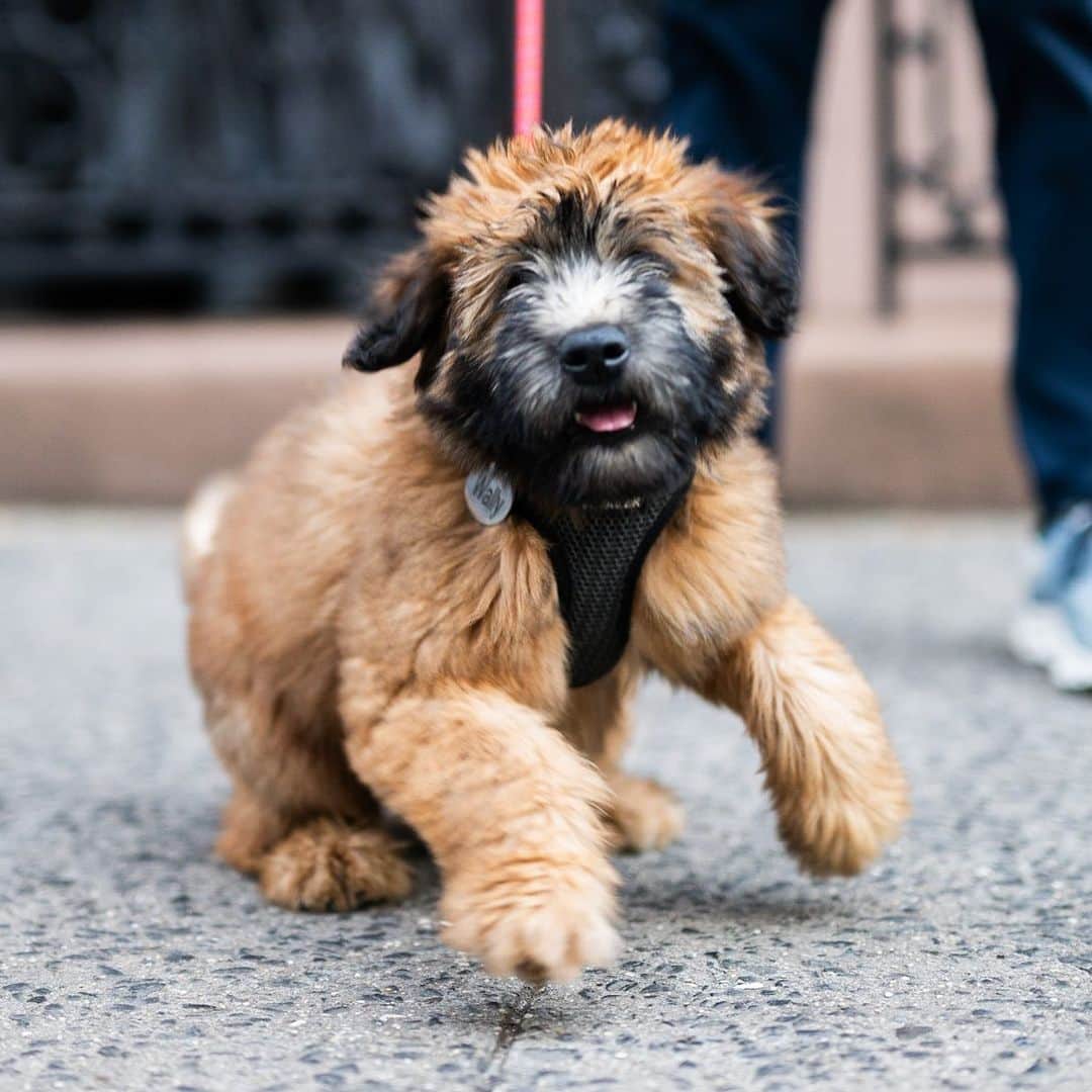 The Dogistさんのインスタグラム写真 - (The DogistInstagram)「Wally, Wheaten Terrier (11 w/o), Prince & Mulberry St., New York, NY • “He loves getting up on ledges. He’ll jump up on every single thing that’s above the ground.”」10月19日 3時21分 - thedogist