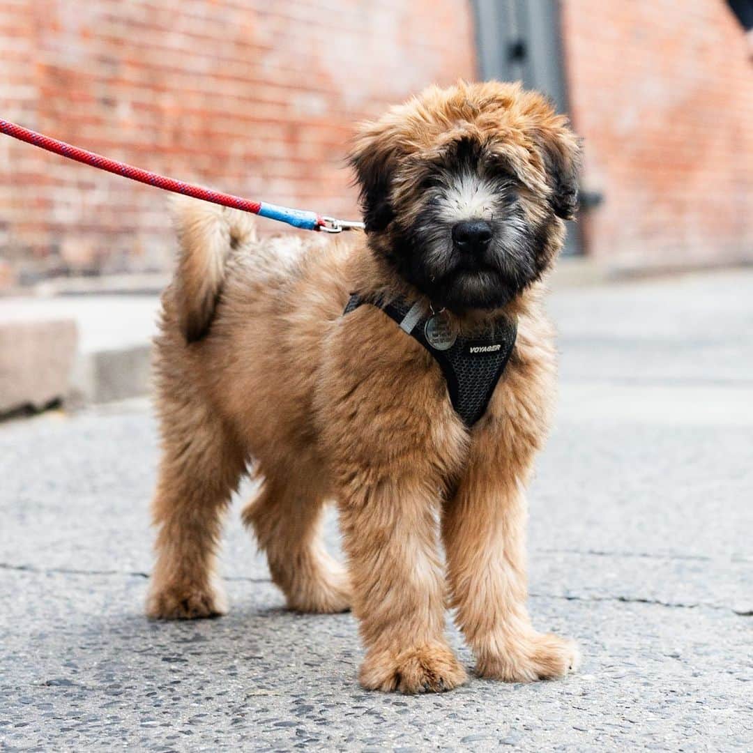 The Dogistのインスタグラム：「Wally, Wheaten Terrier (11 w/o), Prince & Mulberry St., New York, NY • “He loves getting up on ledges. He’ll jump up on every single thing that’s above the ground.”」