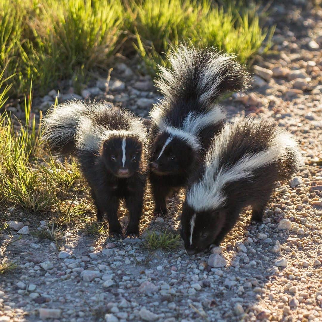 アメリカ内務省のインスタグラム：「What creature is fluffy, boldly colored and packs a chemical defense so powerful it can stop even bears in their tracks? That’s right, we’re talking about our iconic friend clad in black and white: the skunk. 🦨🦨🦨    Skunks, in all their smelly glory, play a key role in maintaining the balance of their ecosystems. They are both prey and predators, keeping populations of small mammals and insects in check.  Our public lands wouldn’t be (or smell) the same without them!    Photo at Bear Lake National Wildlife Refuge by Colin Dunleavy   #skunk #wildlife #publiclands   Alt Text: Three curious young black and white skunks are on an evening stroll on a rocky trail.」