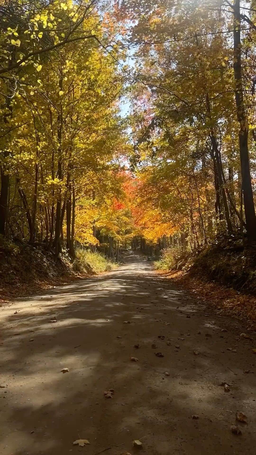 NikonUSAのインスタグラム：「Fall foliage 🤝 the #Nikon Z mirrorless lineup    #NikonCreators @shotzbyalex, @Jones.PNW, @ElliotKroll, @PaigeVincent, @jonathanzaharek, and #NikonAmbassador @mikemezphoto use the Nikon Z mirrorless lineup to capture autumn at its finest.   Which shot would you recreate? Use #NikonCreators on your fall posts all season long for a chance to be featured next!🍂」