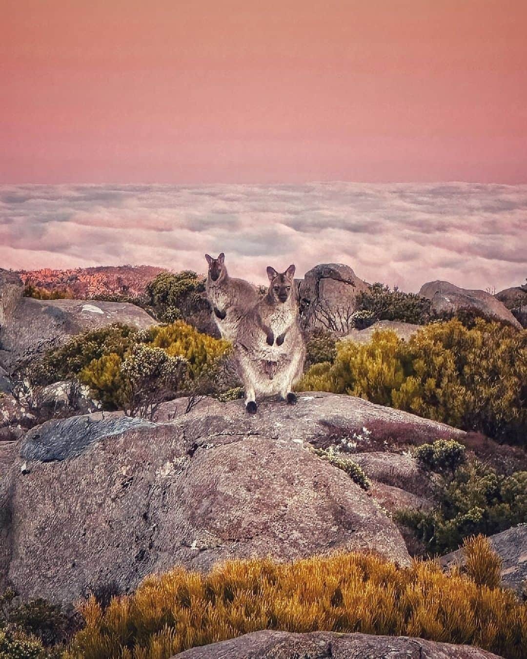 Australiaさんのインスタグラム写真 - (AustraliaInstagram)「New profile pic incoming... 😛🦘 @katypotaty77 captured these cheeky locals striking a pose on top of kunanyi (#MtWellington) in nipaluna (@hobartandbeyond). When in @tasmania's capital, carve out a moment to ascend this majestic peak. If you're up for an adventure, lace up your hiking boots and join a @walkonkunanyi guided hike to the summit. Or, if you're short on time, @mtwellingtonexplorer shuttle offers quick trips between #Hobart and the summit ⛰️   #SeeAustralia #ComeAndSayGday #DiscoverTasmania #HobartandBeyond  ID: Three Wallabies sit curiously looking directly at the camera on top of kunanyi / Mt Wellington as the sun rises over a bed of clouds.」10月19日 4時01分 - australia