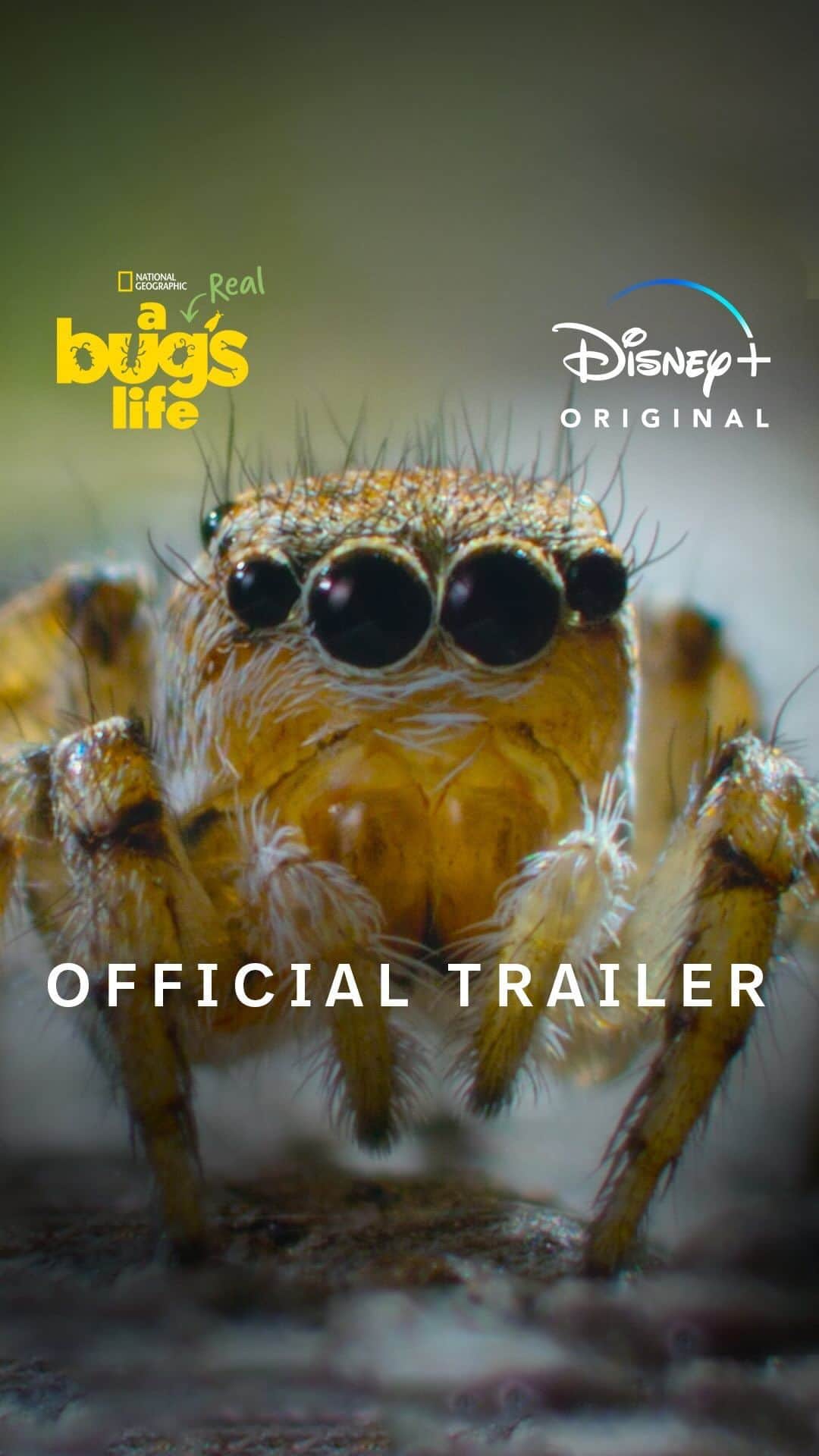 Disney Pixarのインスタグラム：「Bugs. They’re scaly, they’re squishy, and some are even fluffy.  Inspired by Disney and Pixar’s A Bug’s Life, get ready to uncover the stories of these courageous crawlers. #ARealBugsLife, an Original series from @NatGeoTV and narrated by Awkwafina, is streaming January 24 on #DisneyPlus.」