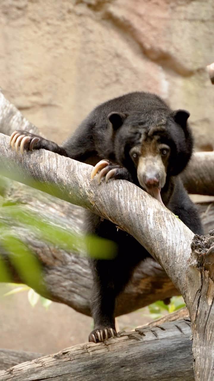 San Diego Zooのインスタグラム：「Ain’t no laws when you’ve got the right claws.  That’s how it goes, right? With their 4-inch-long claws, sun bears are able to open up a tree with ease to access the sweet treats inside—insects and sap. 🐜  #SunBear #WhiteClaw #BearClaws #Octobear #SanDiegoZoo」