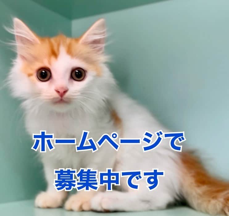 まんちの樹（マンチカンブリーダー）のインスタグラム：「マンゴベビー：マンゴチビくん。長足ロングヘアのレッドタビー＆ホワイトの男の子。お目目クリクリで将来はイケニャンになります。ホワイト多いから綺麗にもなります。素敵な家族さんに巡り会えますように🍀。 気になる方はホームページ『まんちの樹』検索でお問い合わせか、メールお待ちしております。✉️machiyo0211@gmail.com  Instagram   #マンチカン #munchkin #スコティッシュフォールド #アメリカンショートヘア #ミヌエット #猫 #ねこ  #猫ブリーダー #マンチカンブリーダー #まんちの樹 #まんちの樹出身 #neko #cat #pet #ねこ部 #ねこすたぐらむ#猫好き #猫好きさんと繋がりたい #子猫 #kitten #kitty  #catsofinstagram #catstagram #instacat」