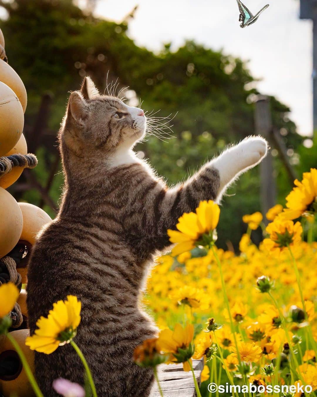 simabossnekoさんのインスタグラム写真 - (simabossnekoInstagram)「・ 花と猫さんセレクション💐 Cats and flowers selection✨ Swipeしてね←←🐾  ・ ★合同作品展のお知らせ★ 大分県別府市で、猫と花で心和む作品展を開催します。  「花より猫」 -墨絵と写真の合同作品展-  猫・花が持つ魅力的な要素を組み合わせ、墨絵と写真の視点から表現した作品で楽しんでいただける展示です。  会期：2023/10/27(金)〜11/5(日)  休館なし 10:00〜18:00  場所: 〒874-0933 大分県別府市野口元町4-29 甲斐ビル 1F アソビLAB・シナジーズ  ☆別府駅より徒歩約5分 入場無料  展示作家 ・猫折れ @nekoore ／写真  ・大塚 小百合 (大塚磊々堂 @ootsuka_rairaidou ) ／墨絵  スペシャルゲスト ・小野 一俊  @kazutoshi_ono_photo  ・simabossneko＆ぺにゃんこ @simabossneko @p_nyanco22  〜・〜・〜・〜・〜・〜・〜・〜 ●トークイベント 11/4(土)14:00〜 参加無料/要予約 ※大塚磊々堂さんと猫折れさんによる、硯について知識を深めるイベントと、猫と花に関するトークイベントです。  ご予約は @nekoore インスタDM、または https://nekoore.com/entry まで  ◎今作品展示はベップ・アート・マンス 2023の登録プログラムです。  是非遊びに来てくださいね😸🐾  ・ #しまねこ #島猫 #ねこ #猫写真 #cats_of_world #catloversclub #pleasantcats #catstagram #meowed #ig_japan #lumixg9」10月19日 7時30分 - simabossneko