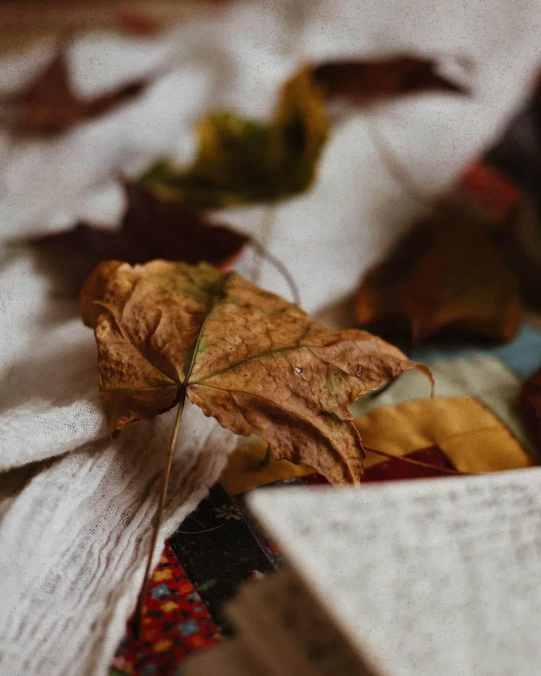 Catharine Mi-Sookさんのインスタグラム写真 - (Catharine Mi-SookInstagram)「Pleasantries and panacea.  All my words, it seems, are saved for spaces where presence and connection hold the floor before a word is even spoken. Perhaps those are the best places for words to be released. I made another pie today to put a little sweetness on our table. The boy gathered some fallen leaves today and brought sweetness to mine.」10月19日 8時26分 - catharinemisook