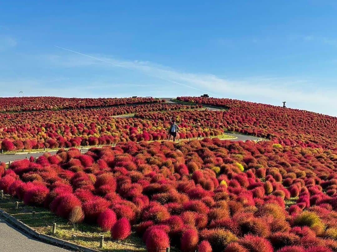 依田司さんのインスタグラム写真 - (依田司Instagram)「10月19日（木） 茨城県ひたちなか市の「国営ひたち海浜公園」から。 こちらには約33,000本のコキアが植えられ、今年も紅葉の見頃を迎えました。 「みはらしの丘」を赤く染めあげるコキア。午前中のコキアは瑞々しくて爽やかで、西日を浴びた夕方のコキアはよりいっそう鮮やかだとも言われ、時間帯によってさまざまな色味のコキアを楽しめます。 紅葉の見頃は来週前半頃までで、その後、次第に黄金色へと変わっていきます。 今月３１日まで「コキアカーニバル」を開催中で、コキアをモチーフにしたフードメニューも楽しめますよ。  #ひたち海浜公園 #コキアの紅葉#DoCLASSE #ドゥクラッセ #依田さん #依田司 #お天気検定 #テレビ朝日 #グッドモーニング #気象予報士 #お天気キャスター #森林インストラクター #グリーンセイバーアドバンス #プロジェクトワイルド #IPCC伝導者 #japan #japantrip #japantravel #unknownjapan #japanAdventure #japanlife #lifeinjapan #instagramjapan #instajapan #療癒 #ilovejapan #weather #weathercaster #weatherforecast」10月19日 8時53分 - tsukasa_yoda