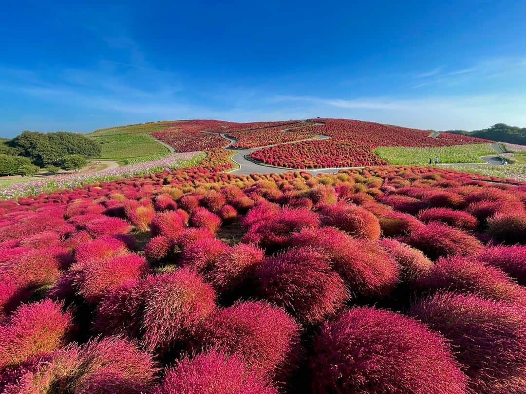 依田司さんのインスタグラム写真 - (依田司Instagram)「10月19日（木） 茨城県ひたちなか市の「国営ひたち海浜公園」から。 こちらには約33,000本のコキアが植えられ、今年も紅葉の見頃を迎えました。 「みはらしの丘」を赤く染めあげるコキア。午前中のコキアは瑞々しくて爽やかで、西日を浴びた夕方のコキアはよりいっそう鮮やかだとも言われ、時間帯によってさまざまな色味のコキアを楽しめます。 紅葉の見頃は来週前半頃までで、その後、次第に黄金色へと変わっていきます。 今月３１日まで「コキアカーニバル」を開催中で、コキアをモチーフにしたフードメニューも楽しめますよ。  #ひたち海浜公園 #コキアの紅葉#DoCLASSE #ドゥクラッセ #依田さん #依田司 #お天気検定 #テレビ朝日 #グッドモーニング #気象予報士 #お天気キャスター #森林インストラクター #グリーンセイバーアドバンス #プロジェクトワイルド #IPCC伝導者 #japan #japantrip #japantravel #unknownjapan #japanAdventure #japanlife #lifeinjapan #instagramjapan #instajapan #療癒 #ilovejapan #weather #weathercaster #weatherforecast」10月19日 8時53分 - tsukasa_yoda