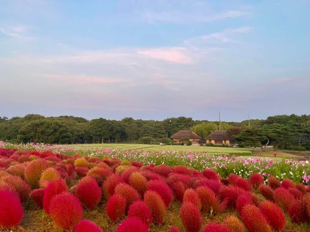 依田司さんのインスタグラム写真 - (依田司Instagram)「10月19日（木） 茨城県ひたちなか市の「国営ひたち海浜公園」から。 こちらには約33,000本のコキアが植えられ、今年も紅葉の見頃を迎えました。 「みはらしの丘」を赤く染めあげるコキア。午前中のコキアは瑞々しくて爽やかで、西日を浴びた夕方のコキアはよりいっそう鮮やかだとも言われ、時間帯によってさまざまな色味のコキアを楽しめます。 紅葉の見頃は来週前半頃までで、その後、次第に黄金色へと変わっていきます。 今月３１日まで「コキアカーニバル」を開催中で、コキアをモチーフにしたフードメニューも楽しめますよ。  #ひたち海浜公園 #コキアの紅葉#DoCLASSE #ドゥクラッセ #依田さん #依田司 #お天気検定 #テレビ朝日 #グッドモーニング #気象予報士 #お天気キャスター #森林インストラクター #グリーンセイバーアドバンス #プロジェクトワイルド #IPCC伝導者 #japan #japantrip #japantravel #unknownjapan #japanAdventure #japanlife #lifeinjapan #instagramjapan #instajapan #療癒 #ilovejapan #weather #weathercaster #weatherforecast」10月19日 8時53分 - tsukasa_yoda