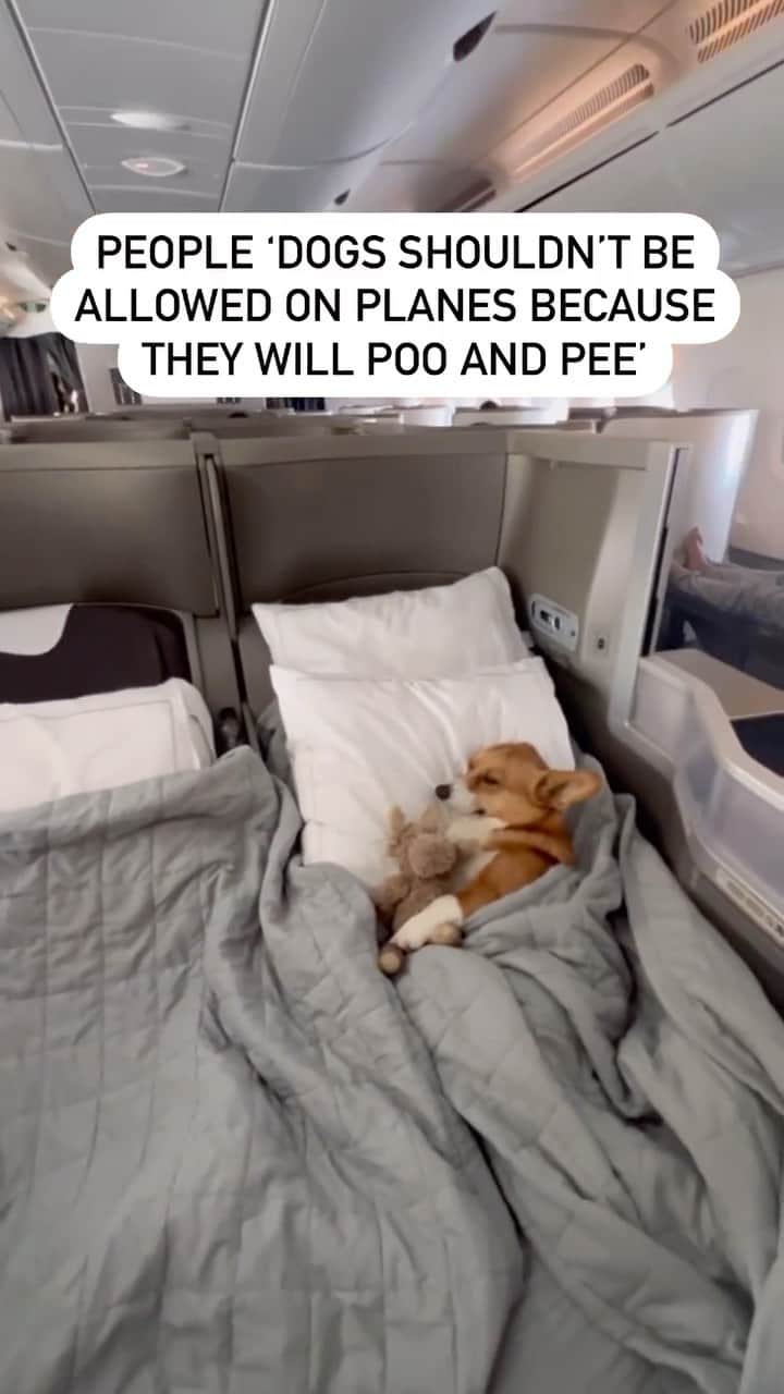 DogsOf Instagramのインスタグラム
