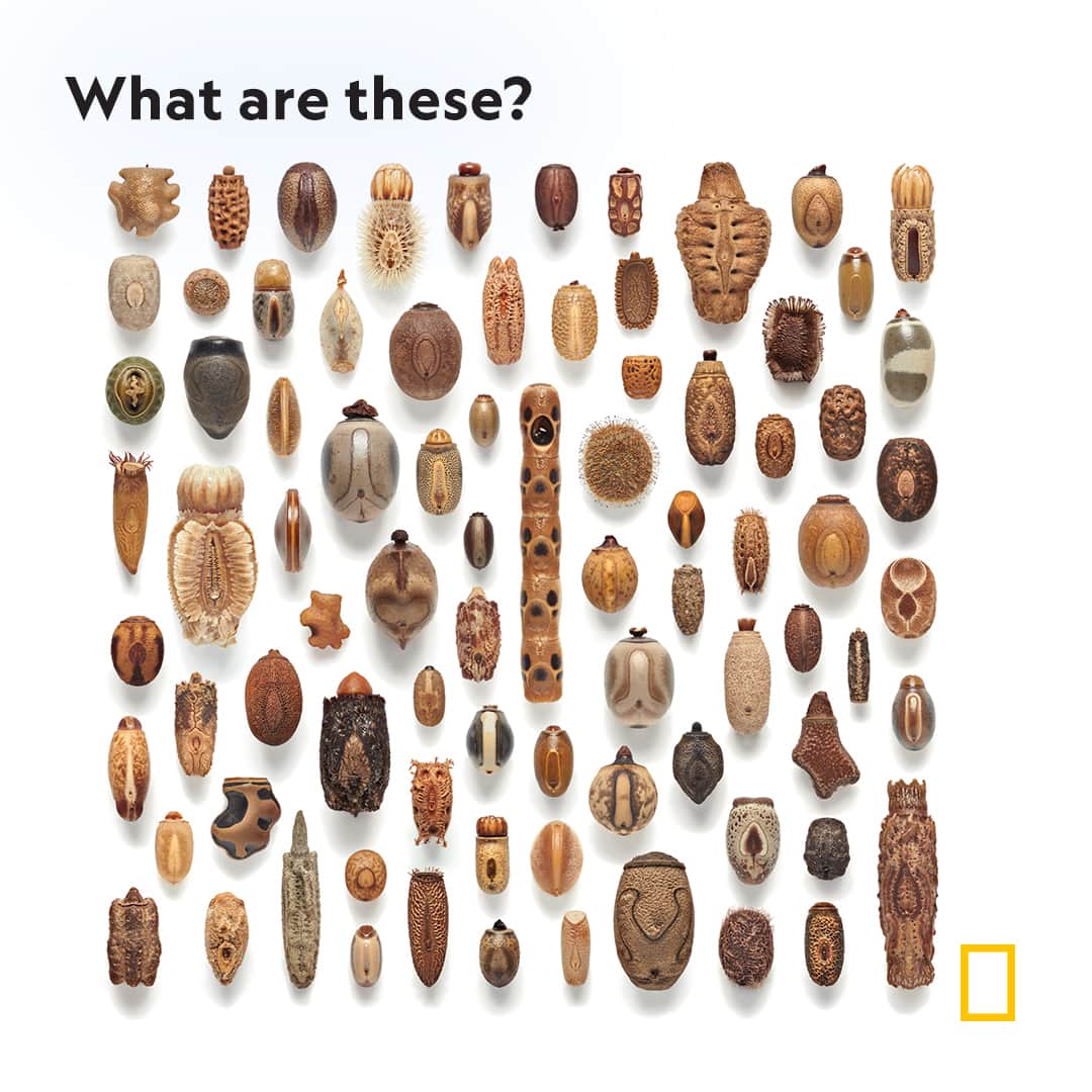 ナショナルジオグラフィックのインスタグラム：「Comment below and find out at the link in bio.  Masters of disguise, they evolve to suit their surroundings. Some become more brown in arid habitats or green in tropical rainforests. Virtually invisible, most of them don't move much. They find a niche without competition for resources.  Photograph by Levon Biss」