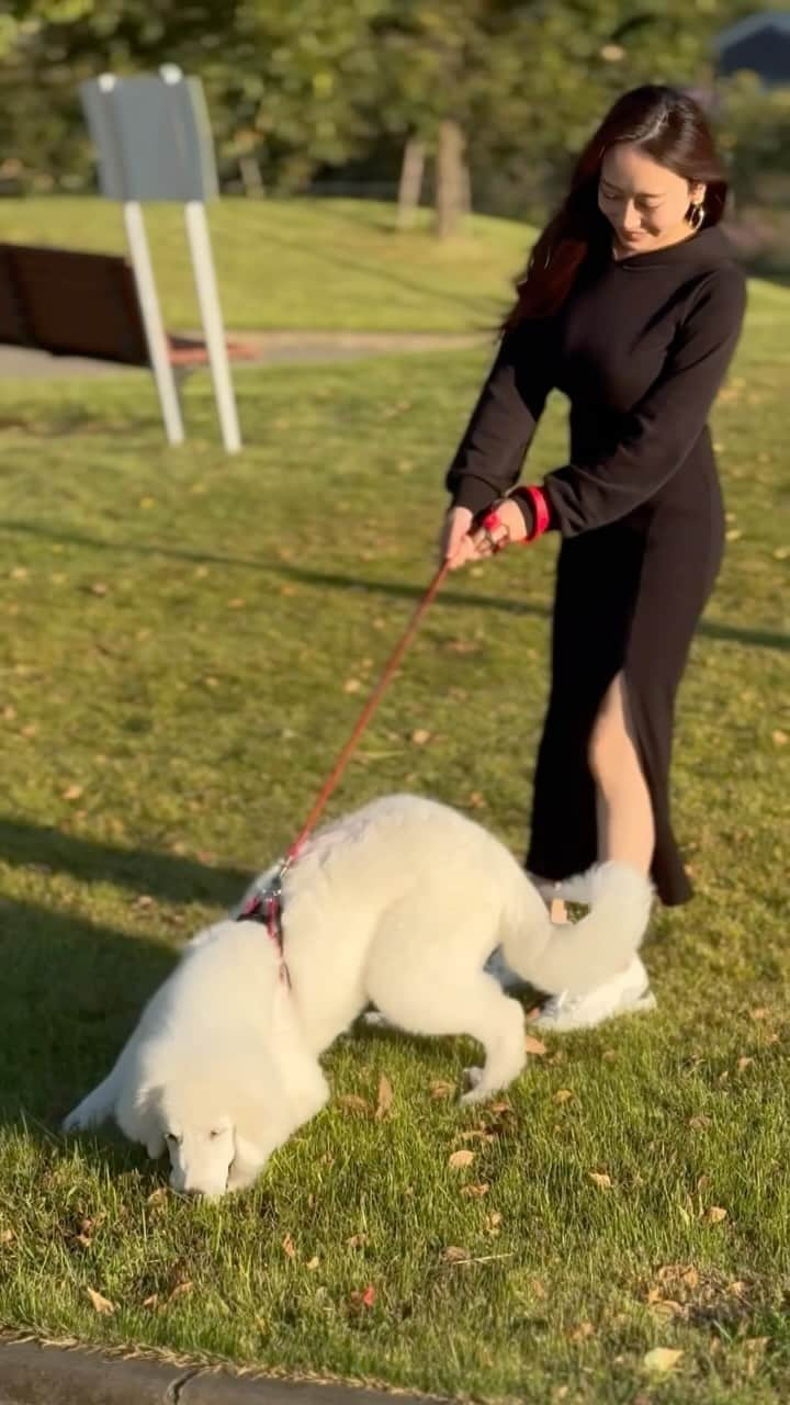 Minoriのインスタグラム：「ゆきさん生後5ヶ月経過🐶✨ どこまで大きくなるんだろー☺️ 既にもう大型🐶  芝生見つけるとテンション上がって ゴロゴロし始めるの可愛い🥹💕 そして帰らなくなるww  毎日ほんと癒しです🥰✨  #アラフォーママ  #超大型犬ママ #グレートピレニーズ好きと繋がりたい」