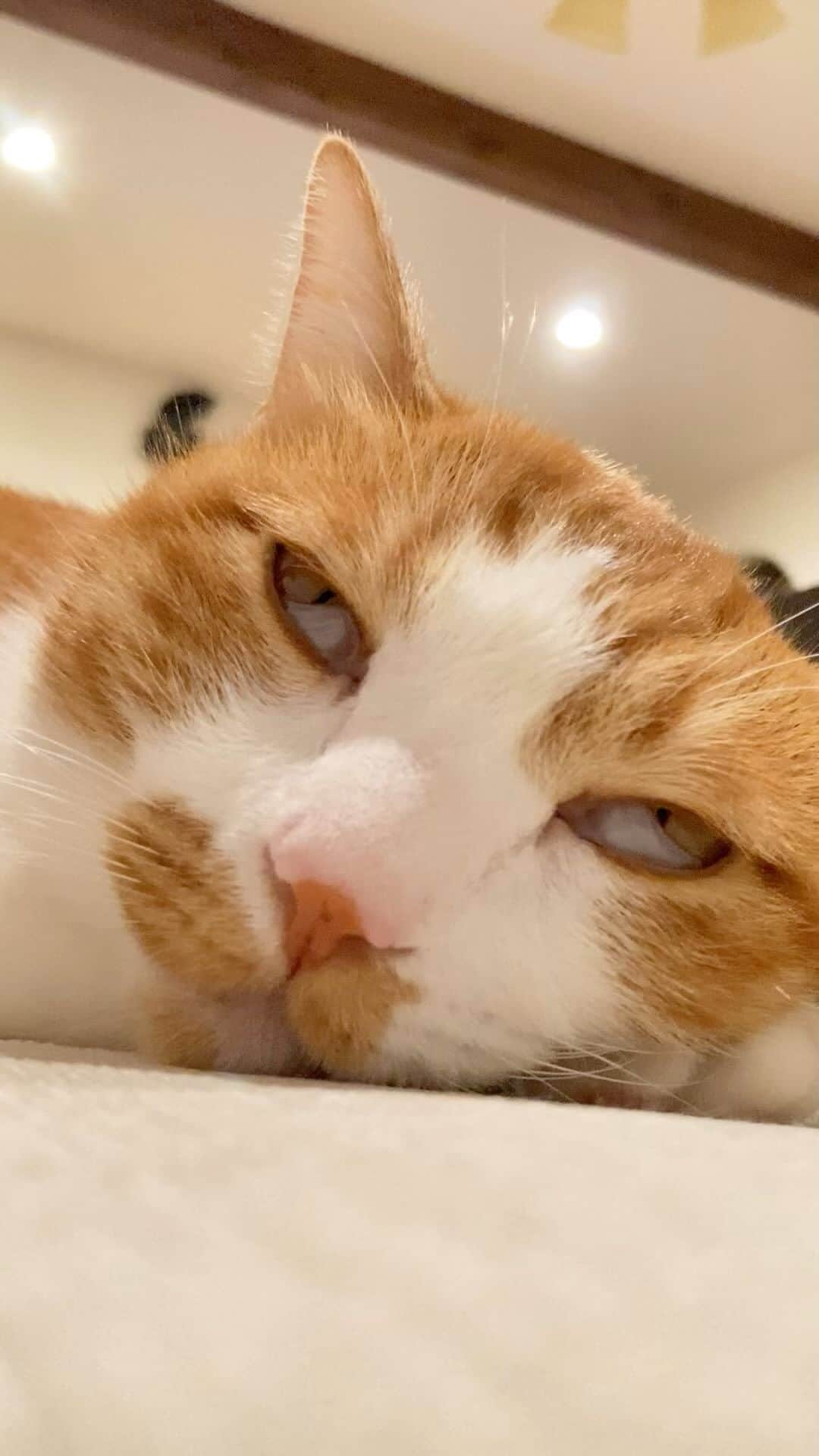 いちタルのインスタグラム：「🐈🐈🐈🐈🐈🐈 これは… やばい… 🐈🐈🐈🐈🐈🐈 #猫 #ねこ #ネコ #cat #帰ってこいよ」