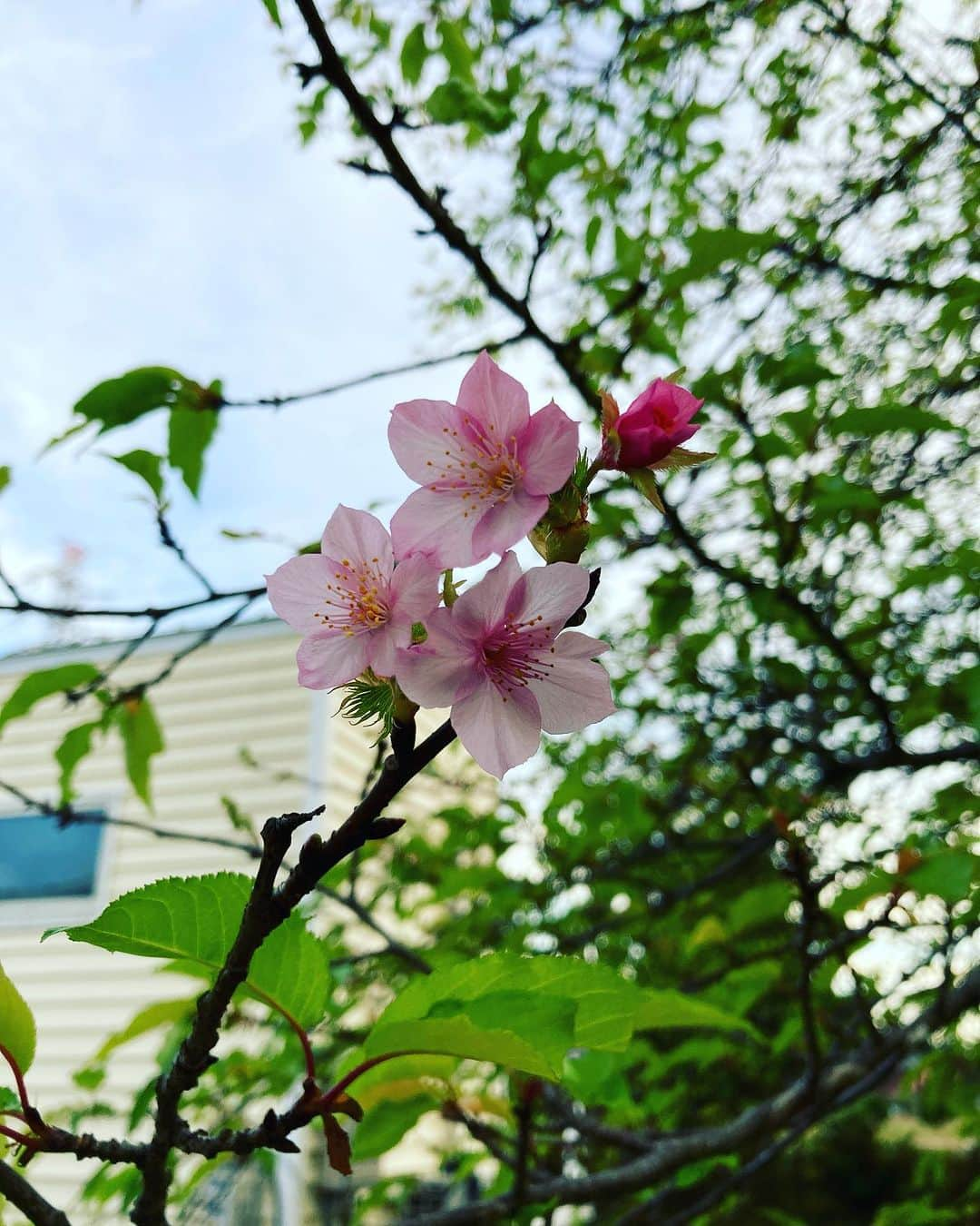 亘健太郎さんのインスタグラム写真 - (亘健太郎Instagram)「おいーっ！暖かすぎて桜咲いちゃってんじゃん‼︎ #channelwatari #アメカジボーイズ  #amecajiboys  #アメカジ  #アメカジ散策  #byボーイズ長  #気になるアイテムあります？ #電気工事士芸人  株式会社　キクタ https://www.house-kikuta.co.jp #キクタ #香取市」10月19日 18時38分 - watarikentaro