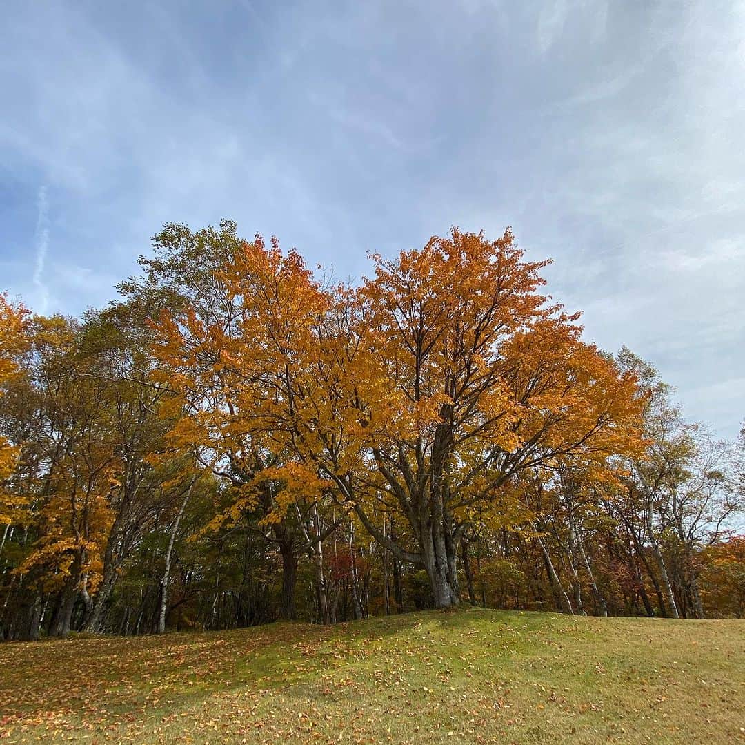 【公式】八ヶ岳高原ロッジ・八ヶ岳高原音楽堂さんのインスタグラム写真 - (【公式】八ヶ岳高原ロッジ・八ヶ岳高原音楽堂Instagram)「紅葉の見頃を迎えた自然郷です🍁  綺麗に色づいた『ウリハダカエデ』 基本は黄色い葉ですが、このように部分的に赤味が出るのは紅葉の時期のうち3日程度です。 1本の木で見事なグラデーションを見せてくれます。 少し経つと葉が全て落ち、芝生の上がまるで黄色の絨毯のようになります。 音楽堂スタッフはそれが大好きで😍今年も楽しみです♪  たった数日しか見られない景色。 目に焼き付けたいと思います。  #ウリハダカエデ #ウリハダカエデの紅葉 #紅葉 #紅葉スポット #紅葉デート #紅葉シーズン #紅葉狩り #紅葉🍁 #落ち葉 #落ち葉の絨毯 #カエデ #信州旅行 #長野県観光 #八ヶ岳 #八ヶ岳ブルー #秋の風景 #秋の空 #秋風 #目に焼き付けた　#autumn #autmnleaves #autumn🍁#グラデーション #自然のグラデーション #隠れ紅葉スポット #秘密にしておきたい 🤫」10月19日 18時41分 - yatsugatake_kogen_lodge