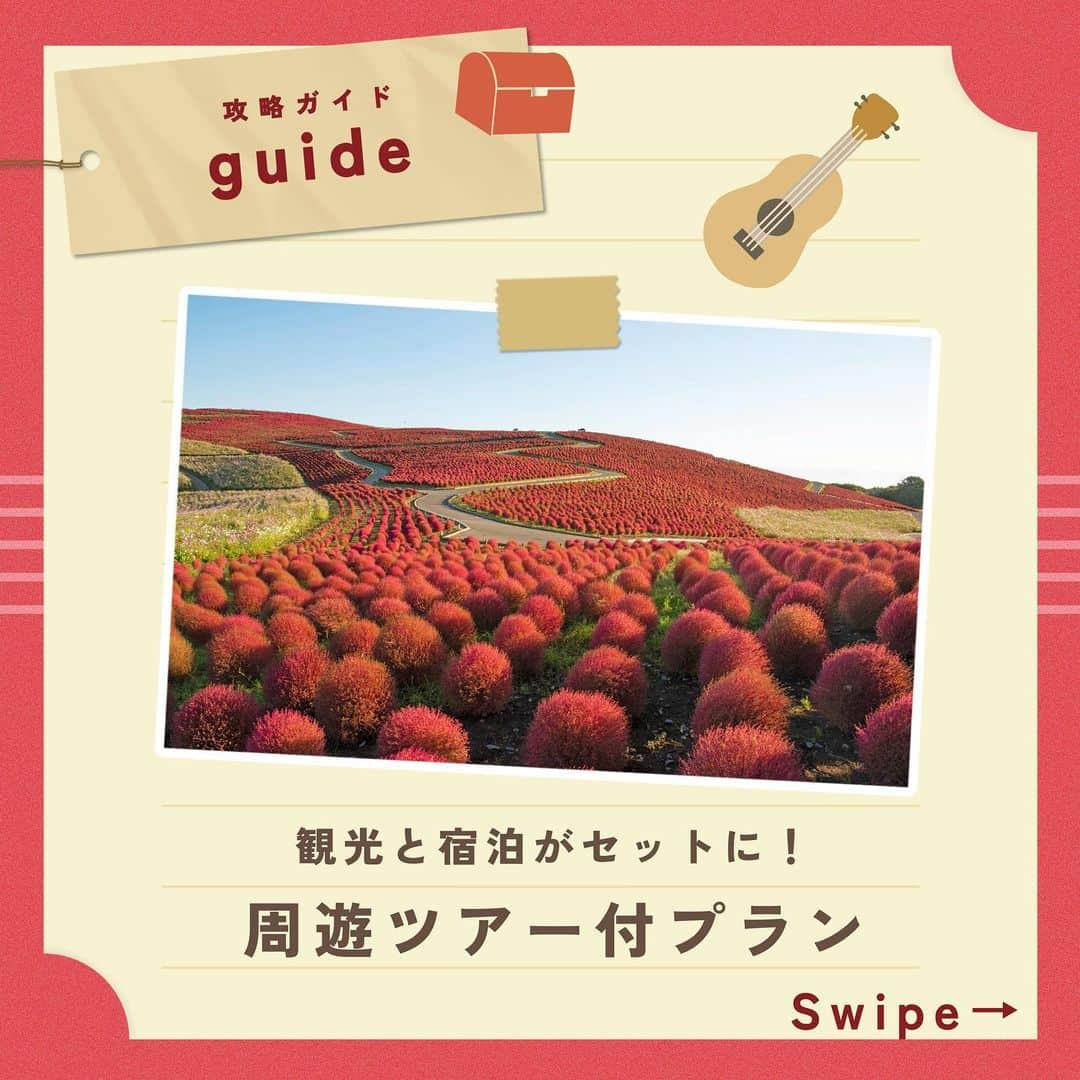 スパリゾートハワイアンズのインスタグラム：「ALOHA～🌺  皆さん知ってましたか？？？👀 実は… ハワイアンズには周遊ツアー付宿泊プランがあるんです！  周遊ツアー付宿泊とは…？となりますよね🤔 ハワイアンズ以外の福島県や隣県の観光施設も同時に楽しめる宿泊プランなんです！ ハワイアンズと同時に他の施設も楽しみたい！という方にオススメなお得プランです😊  10月は国営ひたち海浜公園の真っ赤なコキアを楽しめるプランとなっています！🪷 他の月も要チェックです🌟  写真提供： 国営ひたち海浜公園 コキア紅葉の最新情報は、当公園HPをご確認ください。  #スパリゾートハワイアンズ  #sparesorthawaiians #ハワイアンズ #hawaiians #プール #プールも温泉 #スパ #福島県 #福島観光 #福島旅行 #いわき #iwaki #家族旅行 #温泉旅行 #周遊ツアー #宿泊プラン #秋の旅行 #国営ひたち海浜公園 #秋の観光 #秋の旅行 #旅行 #コキア #コキアの丘 #コスモス #コスモス畑 #週末旅行 #週末お出かけ #秋のお出かけ #秋の絶景 #絶景」